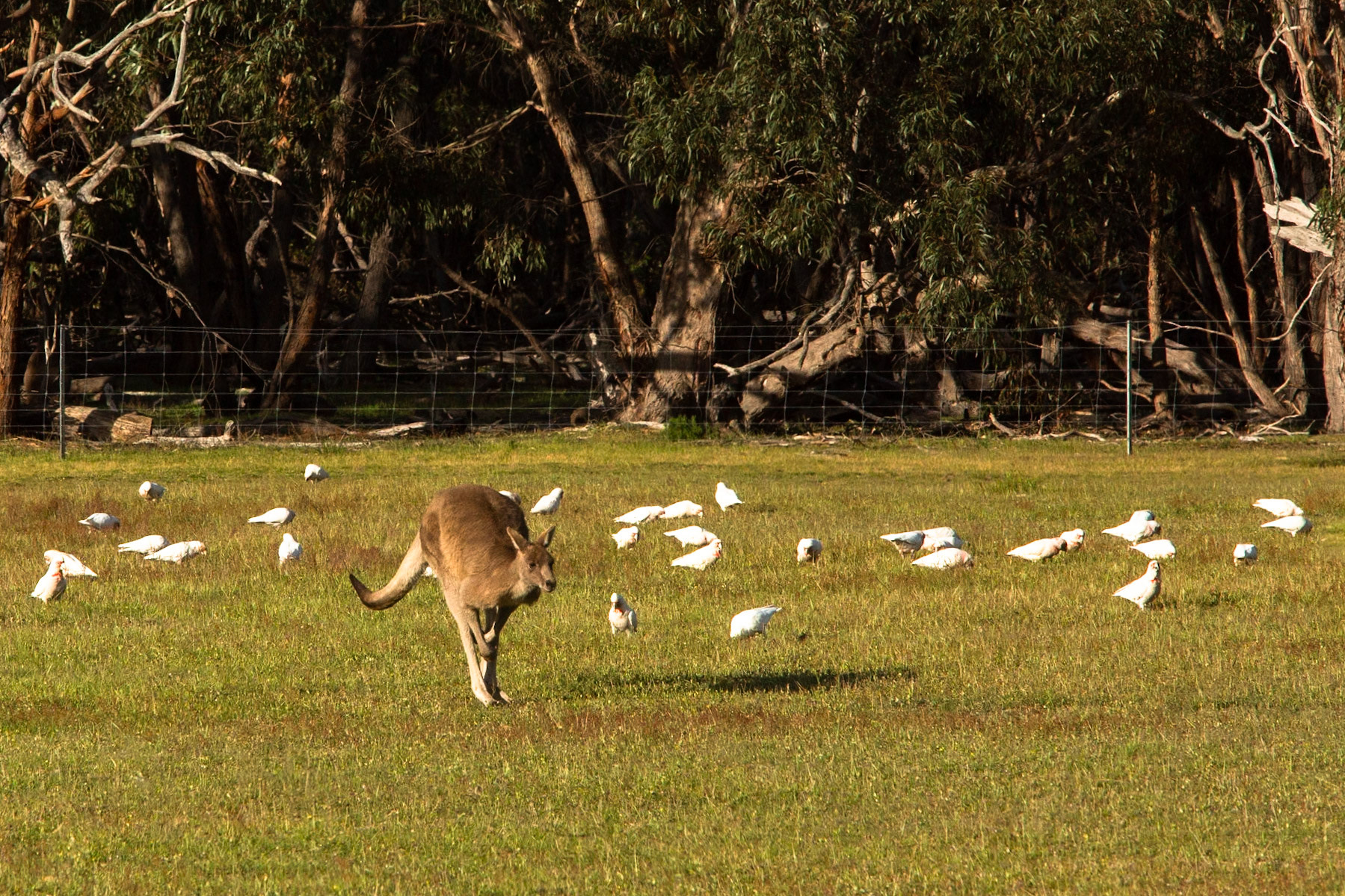 Long-billed correlas, Eagle Wings Rise, Hall's Gap, The Grampians, Victoria