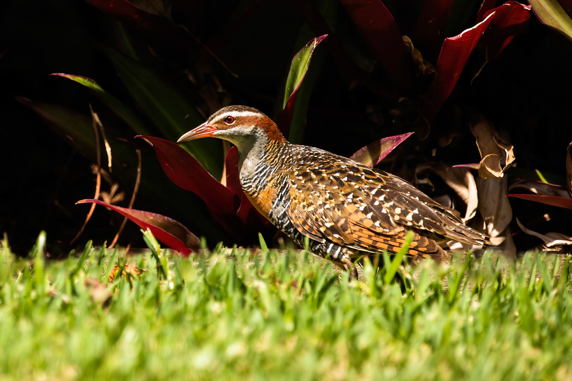 Buff-banded rail, Lord Howe Island, New South Wales, Australia