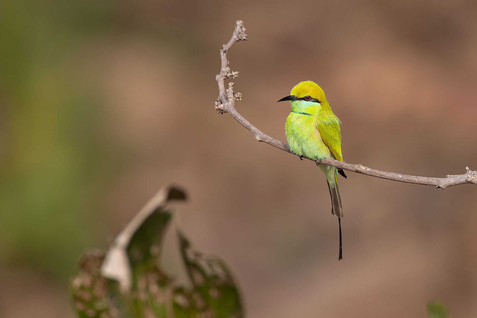 Asian green bee-eater, Khana, India
