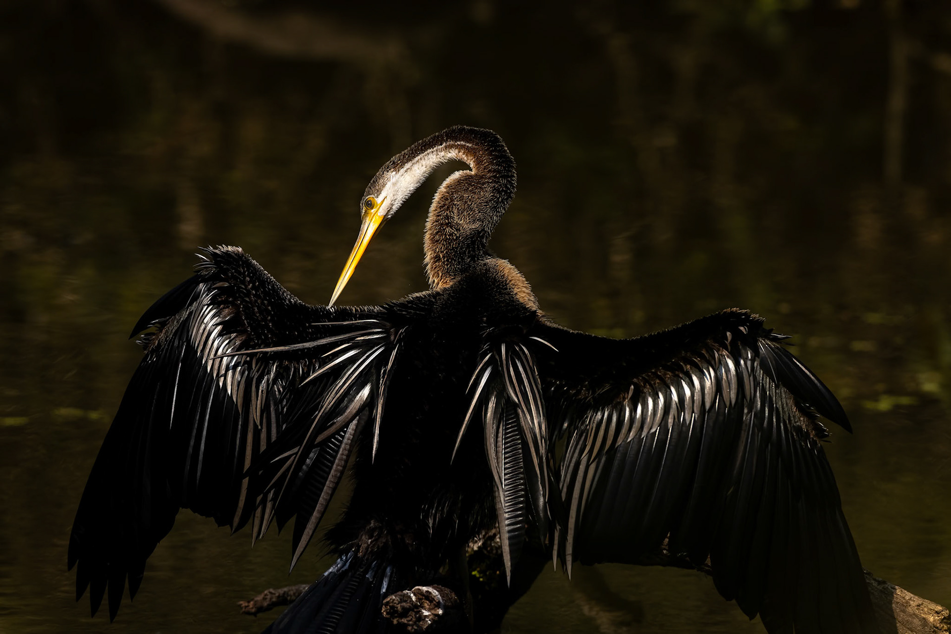 Oriental darter, Keoladeo National Park, Bharatpur, India