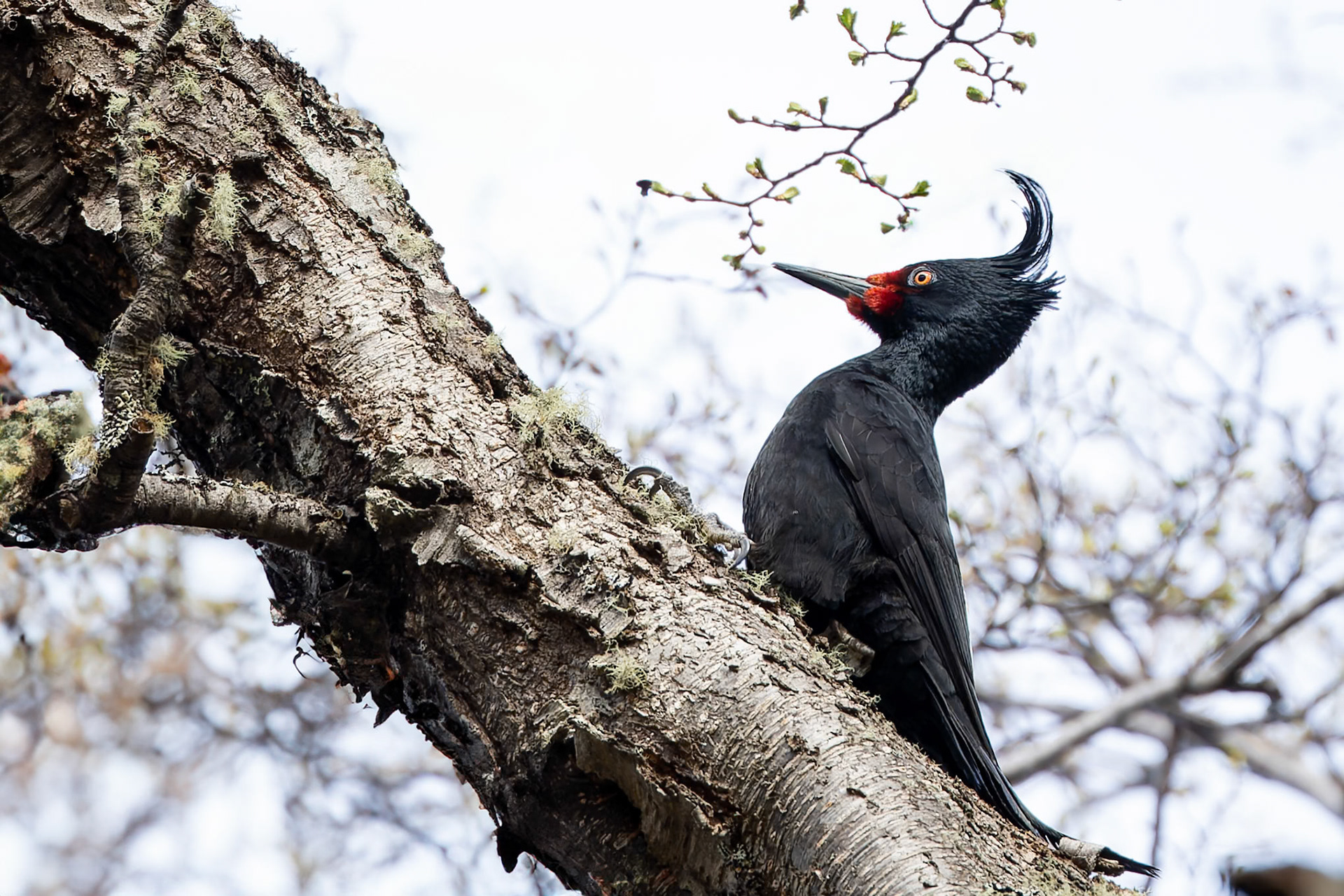 Magellanic woodpecker, Punta Arenas, Patagonia, Chilé