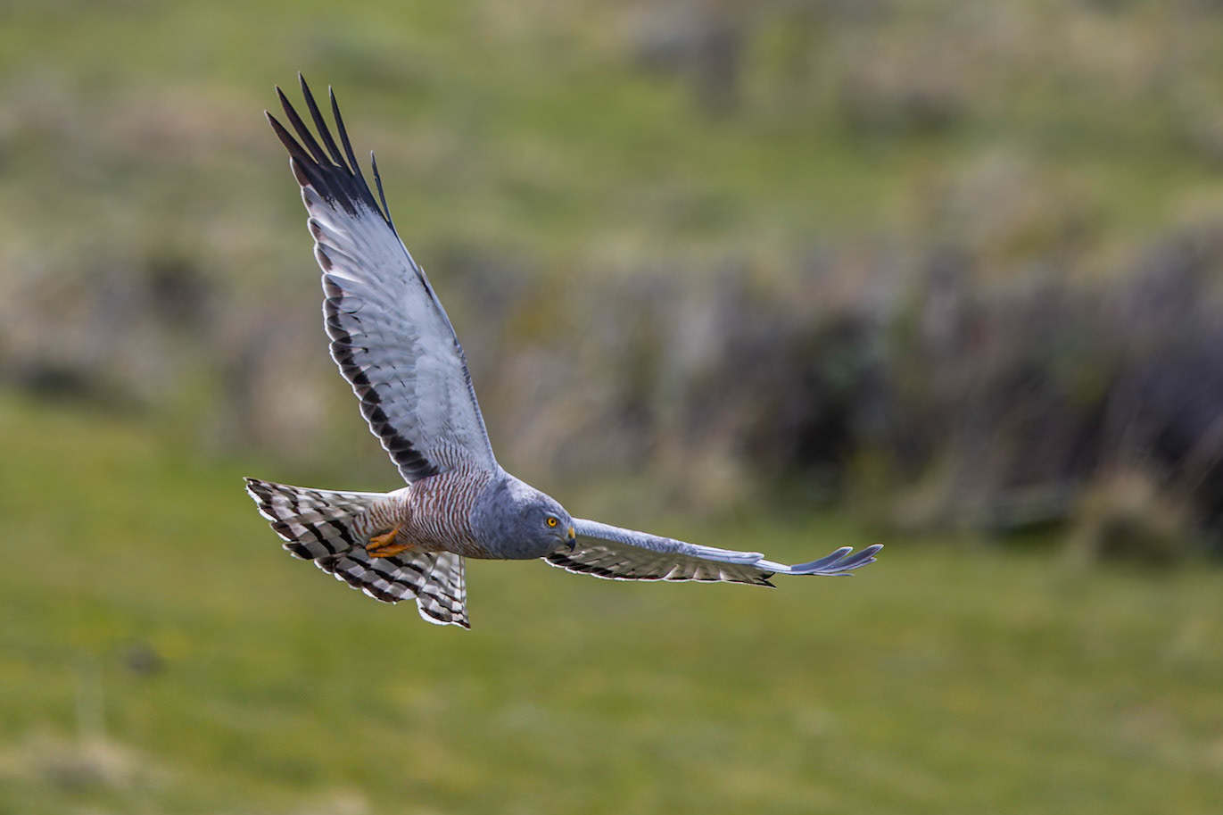 Cinereous harrier, Eolo, El Calefate, Patagonia, Argentina