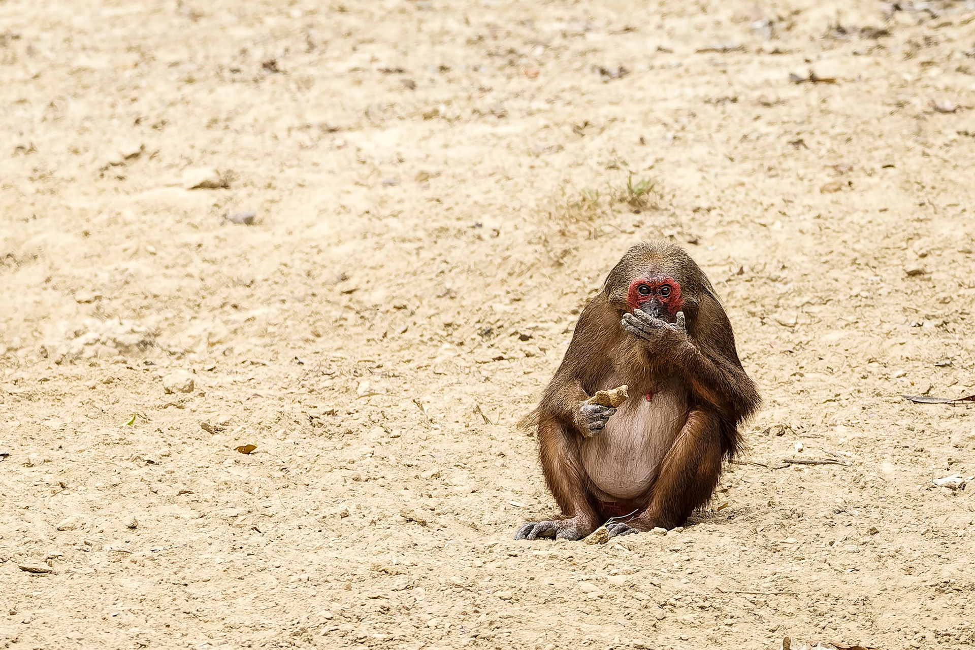 Stump-tailed macaque, Kaeng Krackan National Park, Thailand