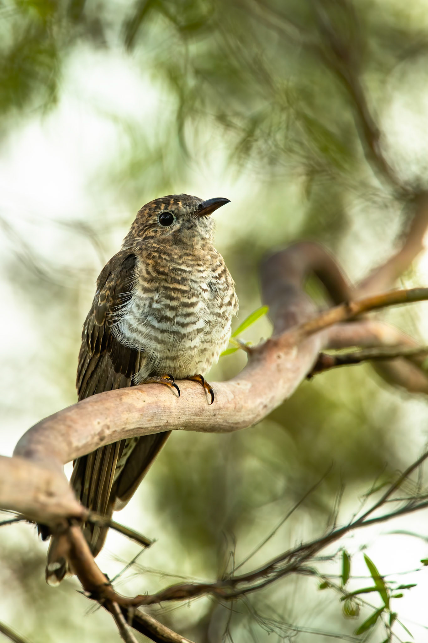 Brush cuckoo, Marlow lagoon, Darwin, Australia