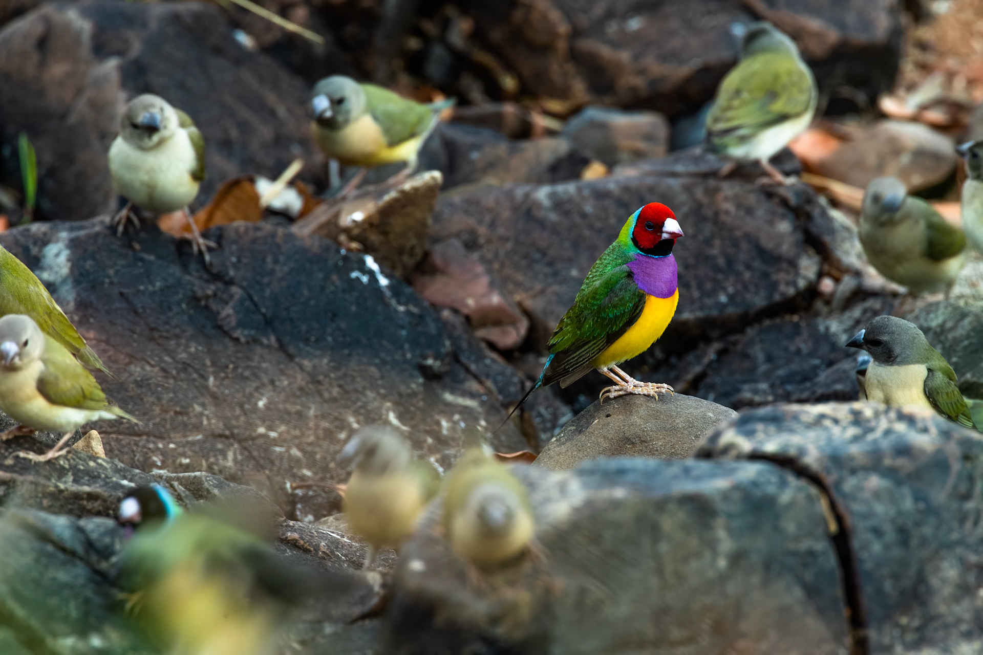 Gouldian finch, near Pine Creek, Northern Territory, Australia