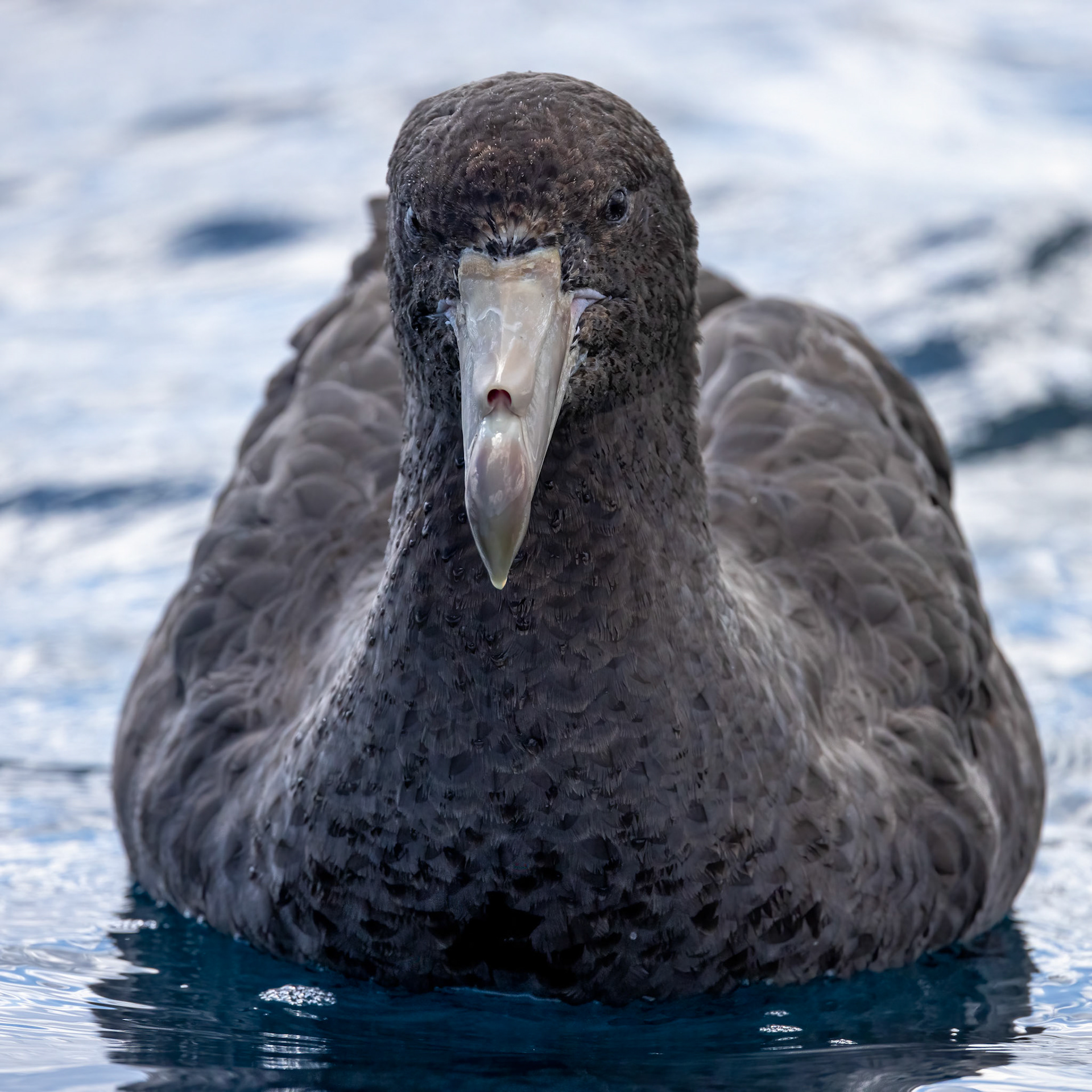 Northern giant-petrel, Kaikōura, New Zealand