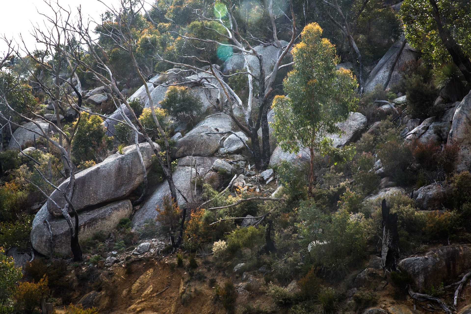 Telegraph Saddle carpark via Windy Saddle and Ferny Glade to Sealers Cove / beach (lunch and return.