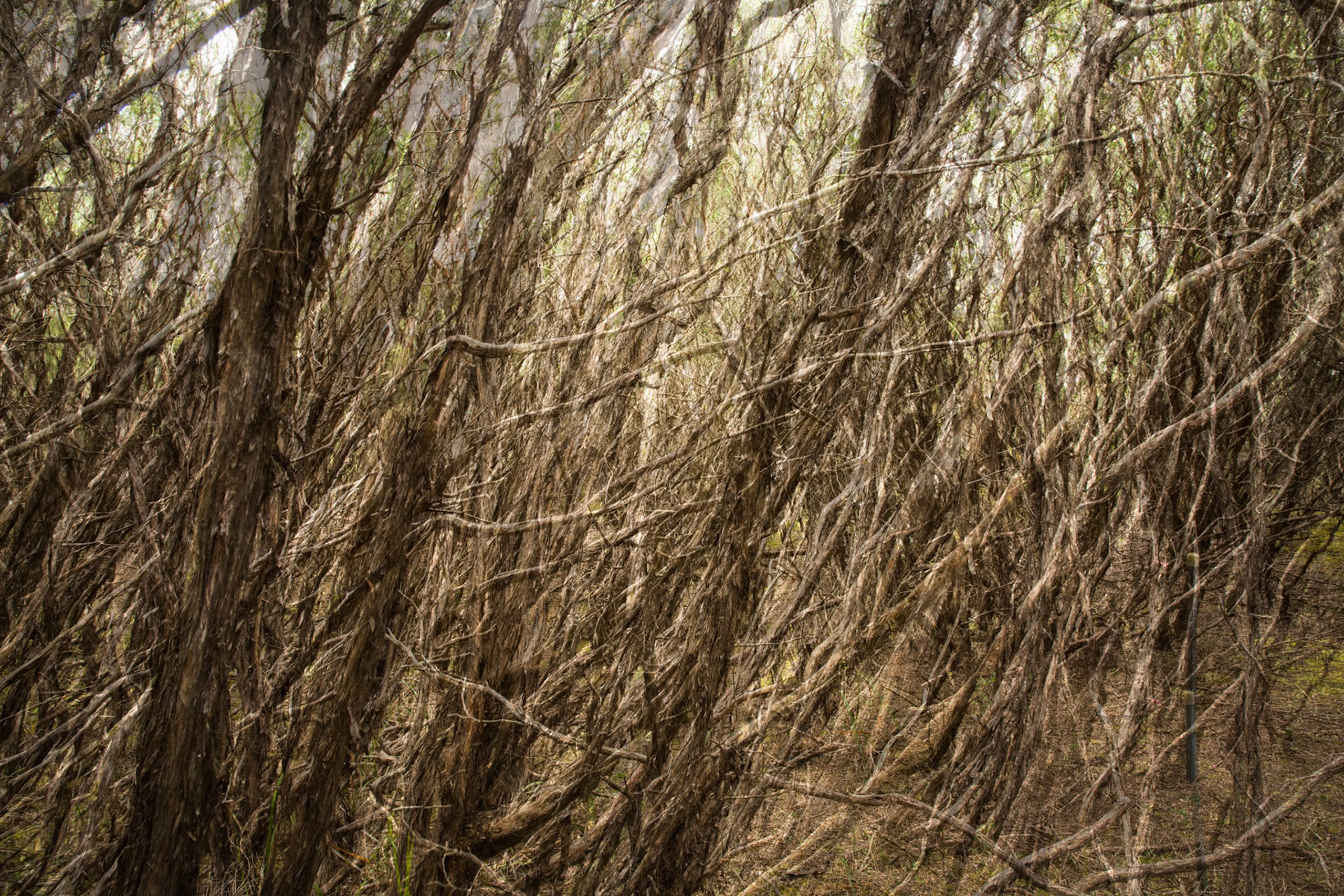 Circuit from Telegraph Saddle via Telegraph Junction to Oberon Bay (lunch), then Little Oberon Bay, Norman Point  and Norman Beach to Tidal River.