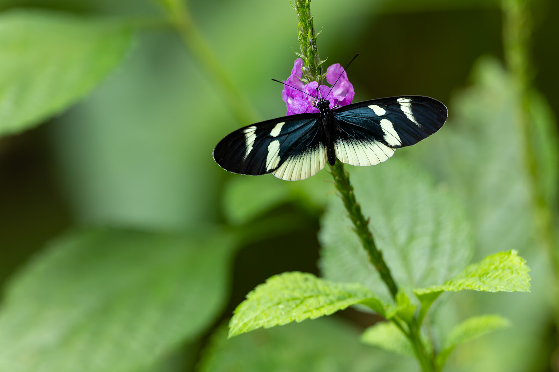Butterfly, Umbrella Bird Lodge, Buenaventura Nature Reserve, Ecuador