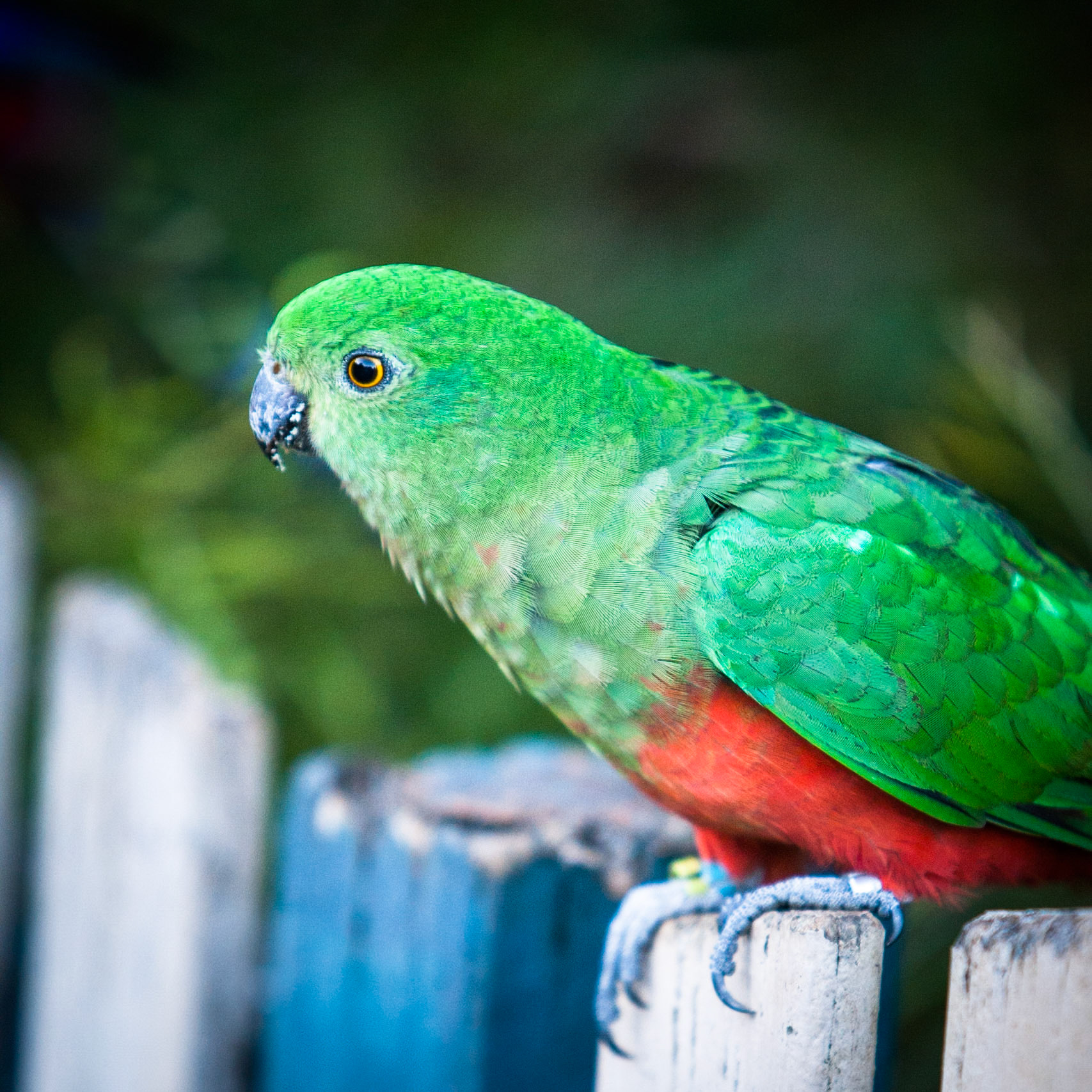 Lamington National Park, Queensland