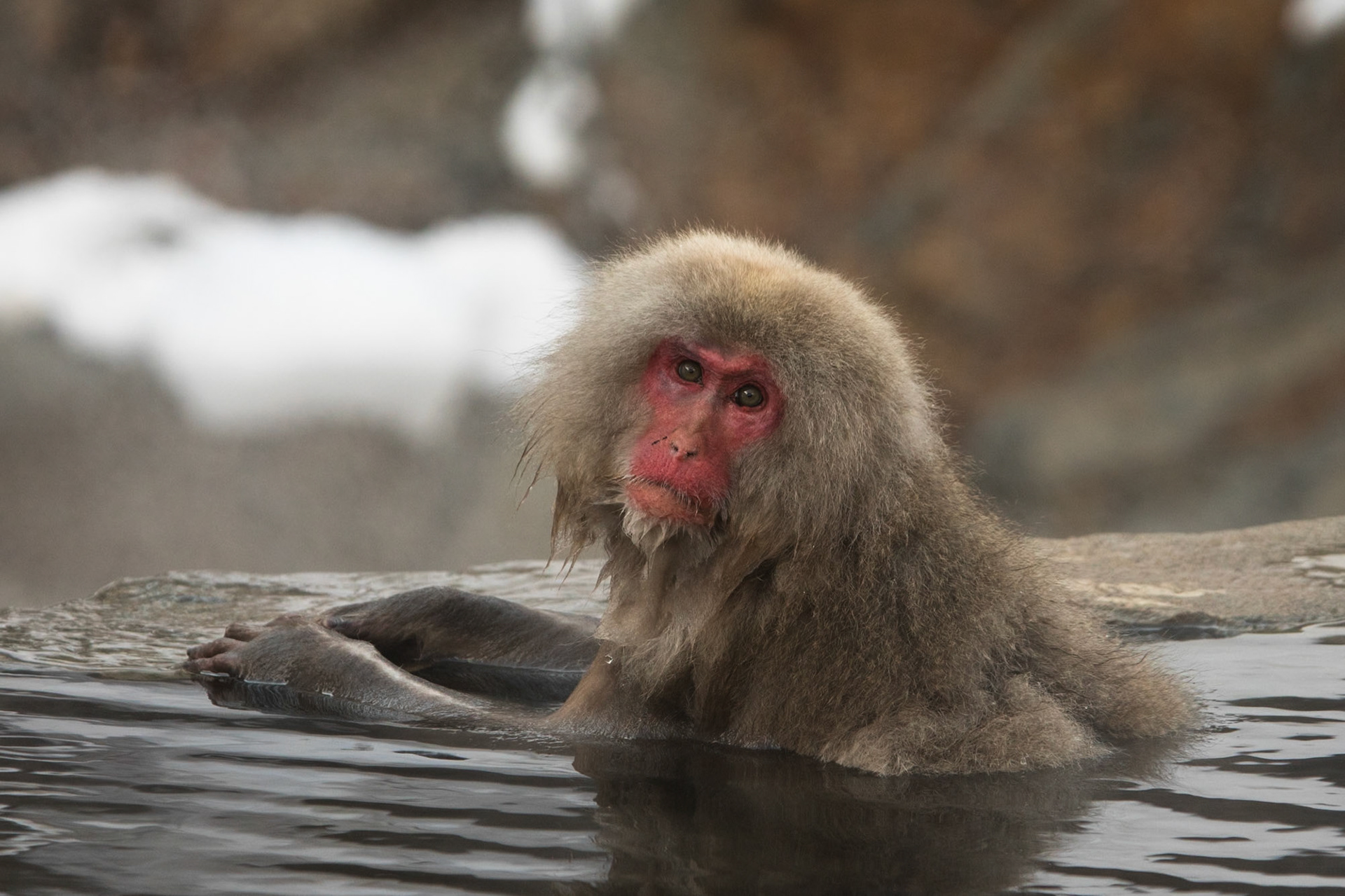 Jigokudani Yaen-Koen, Snow Monkeys, Yudanaka, Japan