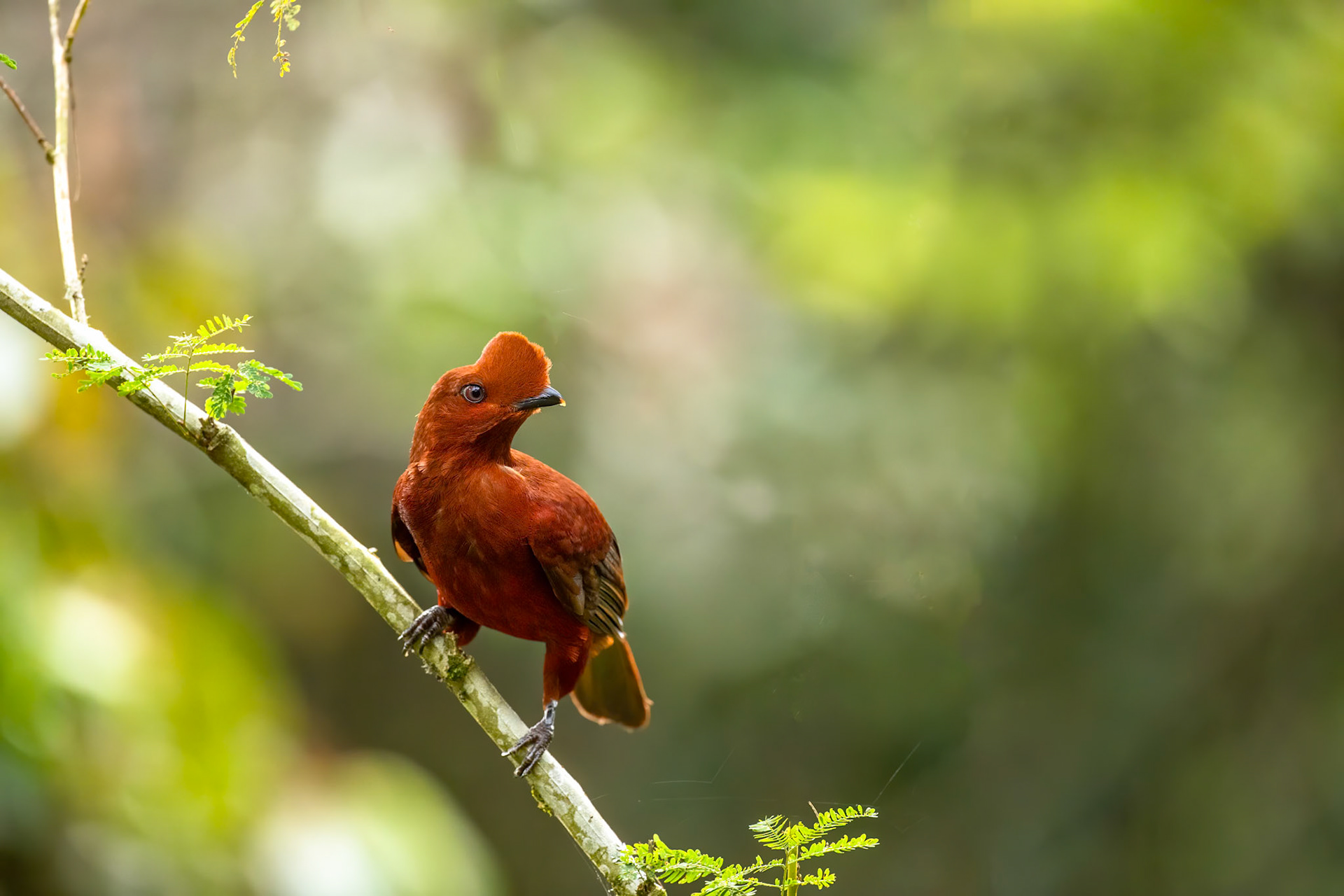 Andean cock-of-the-rock (female), Jardin, Colombia