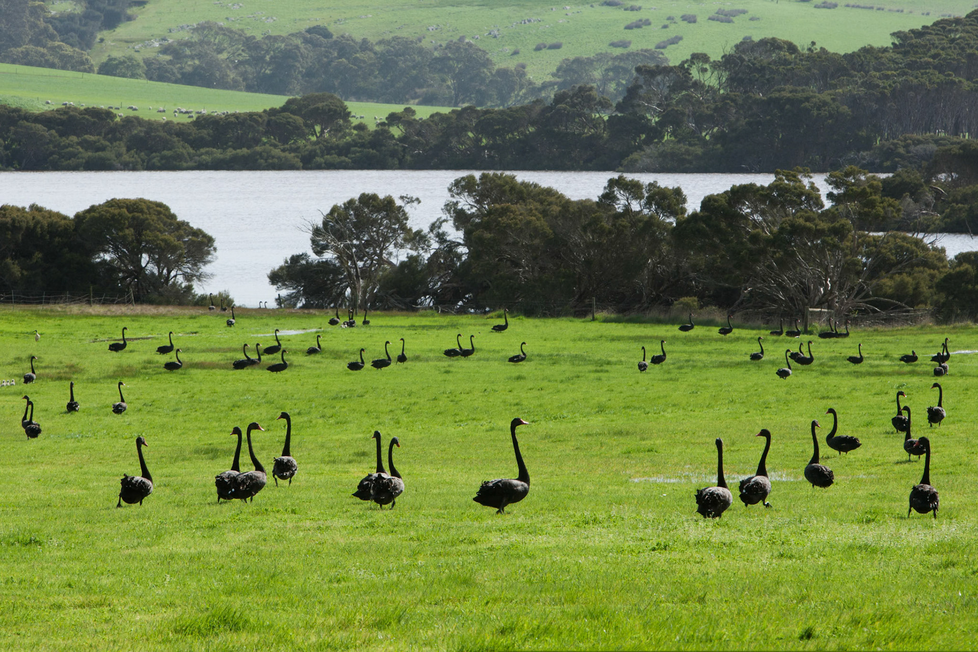 Black swans, Cape Willoughby, Kangaroo Island