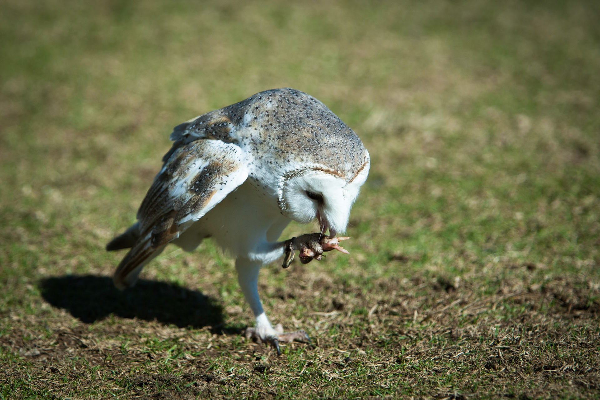 Lamington National Park, Queensland