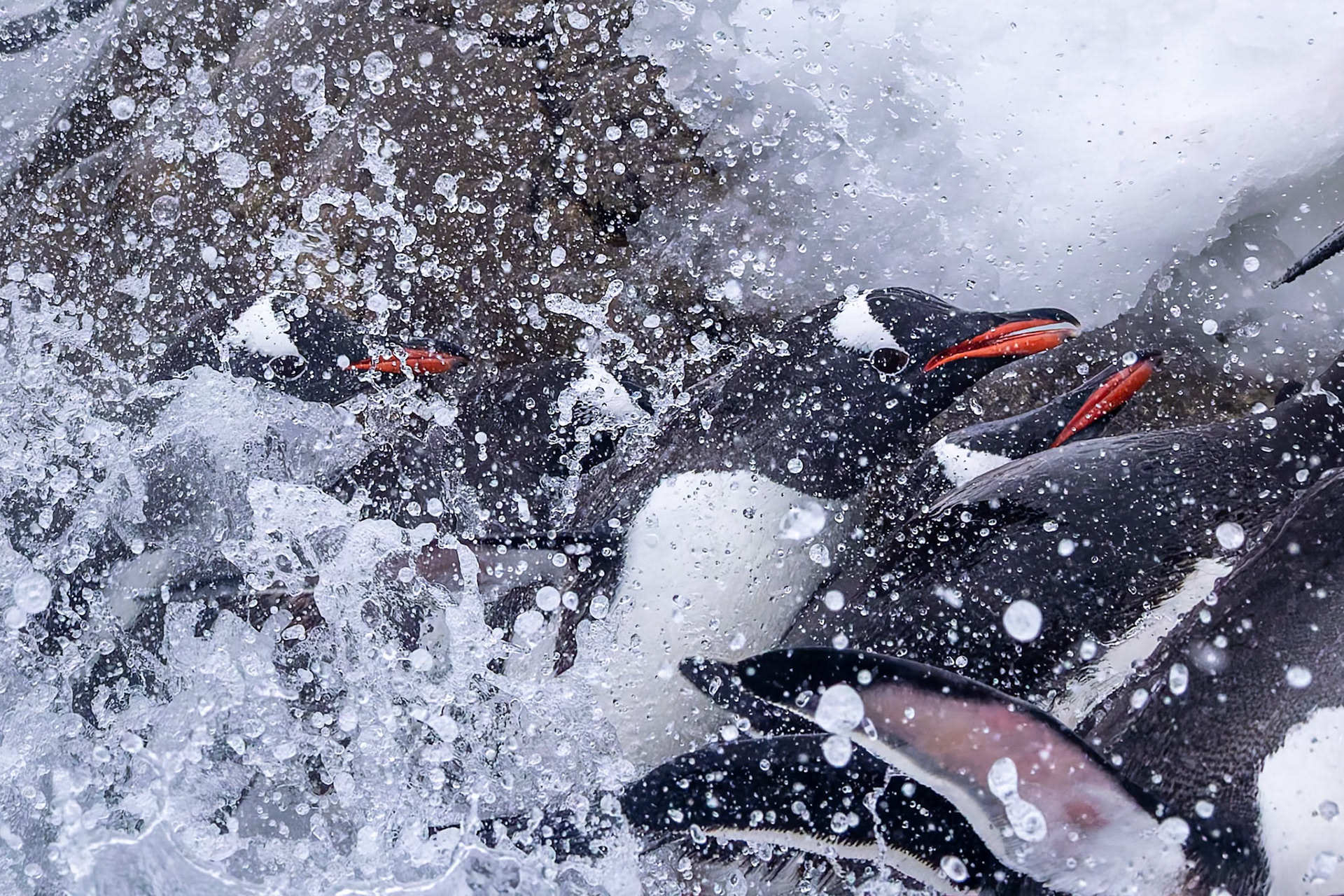 Gentoo penguin, Danko Island, Antarctica