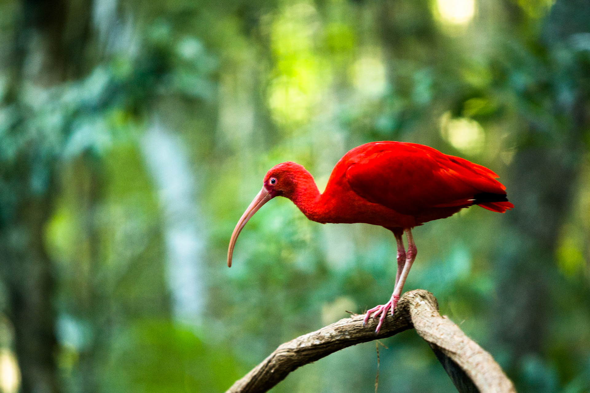 Scarlet ibis, Iguassu bird park, Brazil