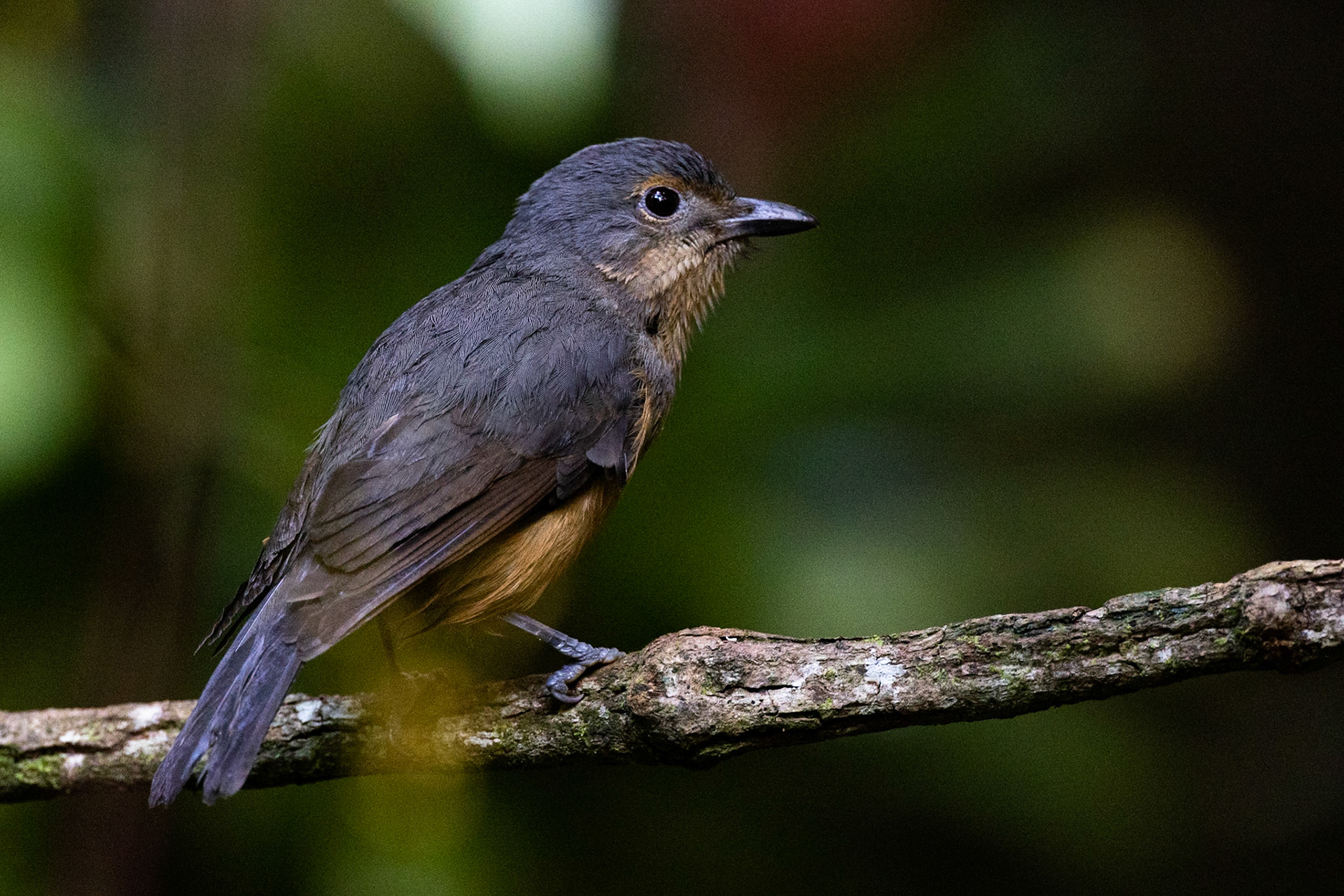 Bower's shrikethrush, Lake Eacham, Atherton Tablelands, Queensland