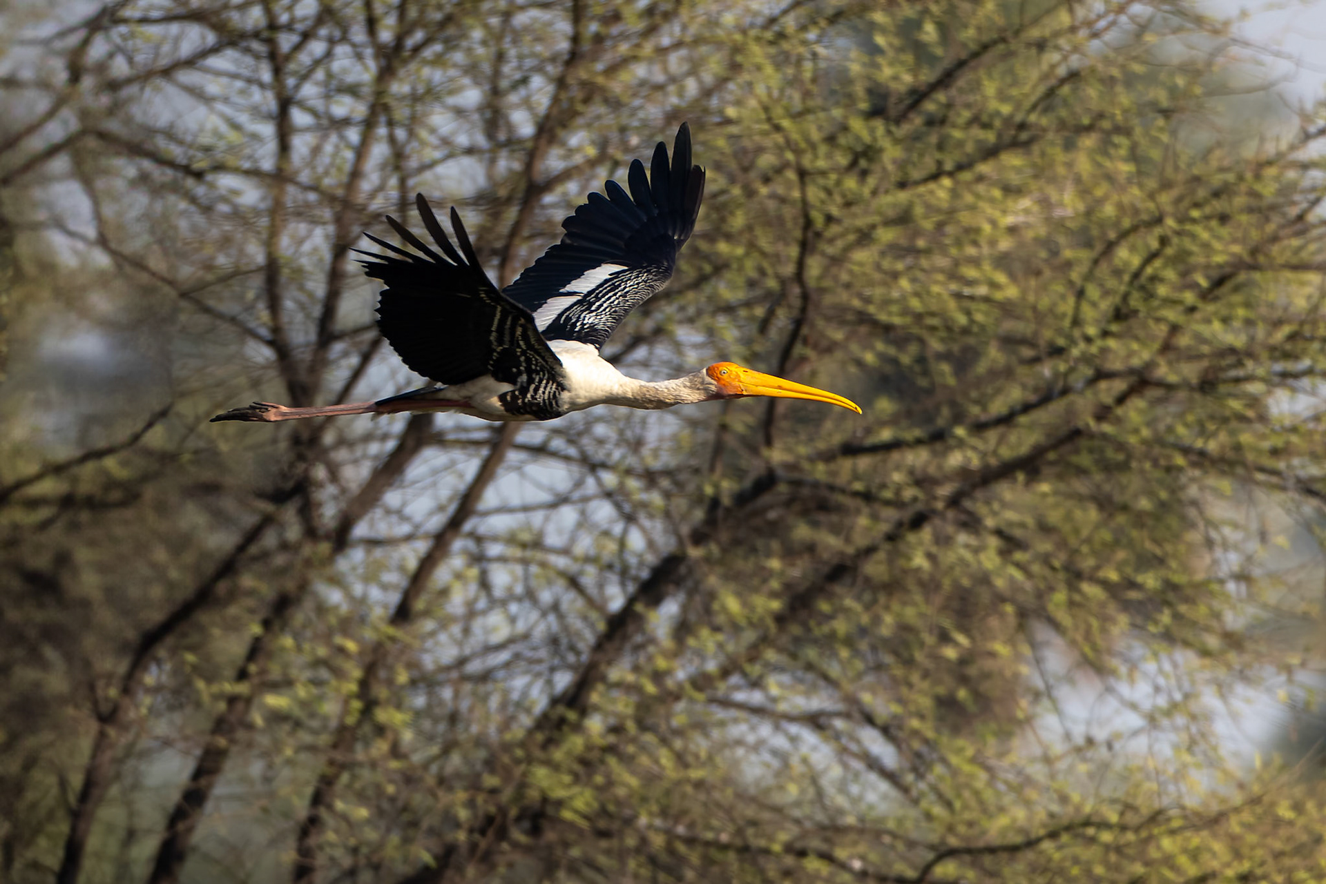 Painted stork, Keoladeo National Park, Bharatpur, India