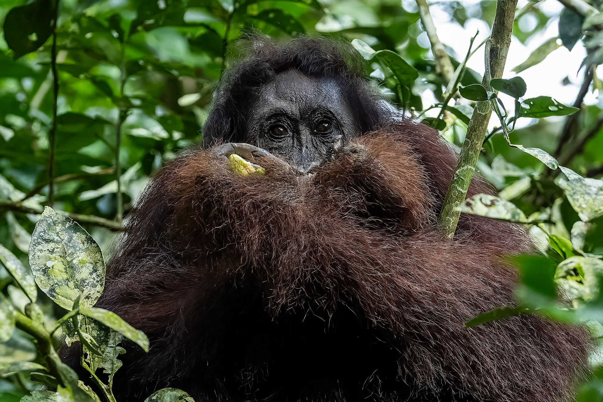 Orangutan, Sukau, Borneo