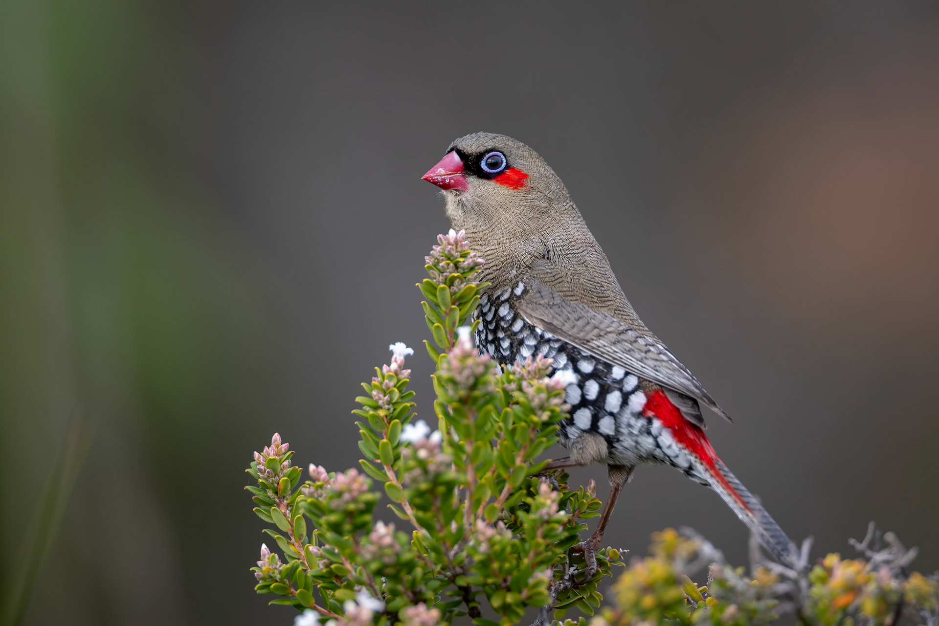 Red-eared firetail, Cheynes Beach, West Australia