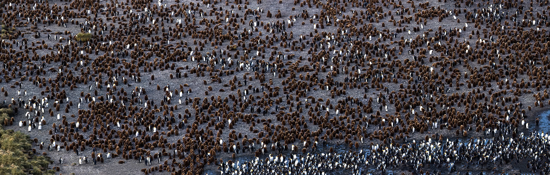 King penguin, Salisbury Plains, South Georgia