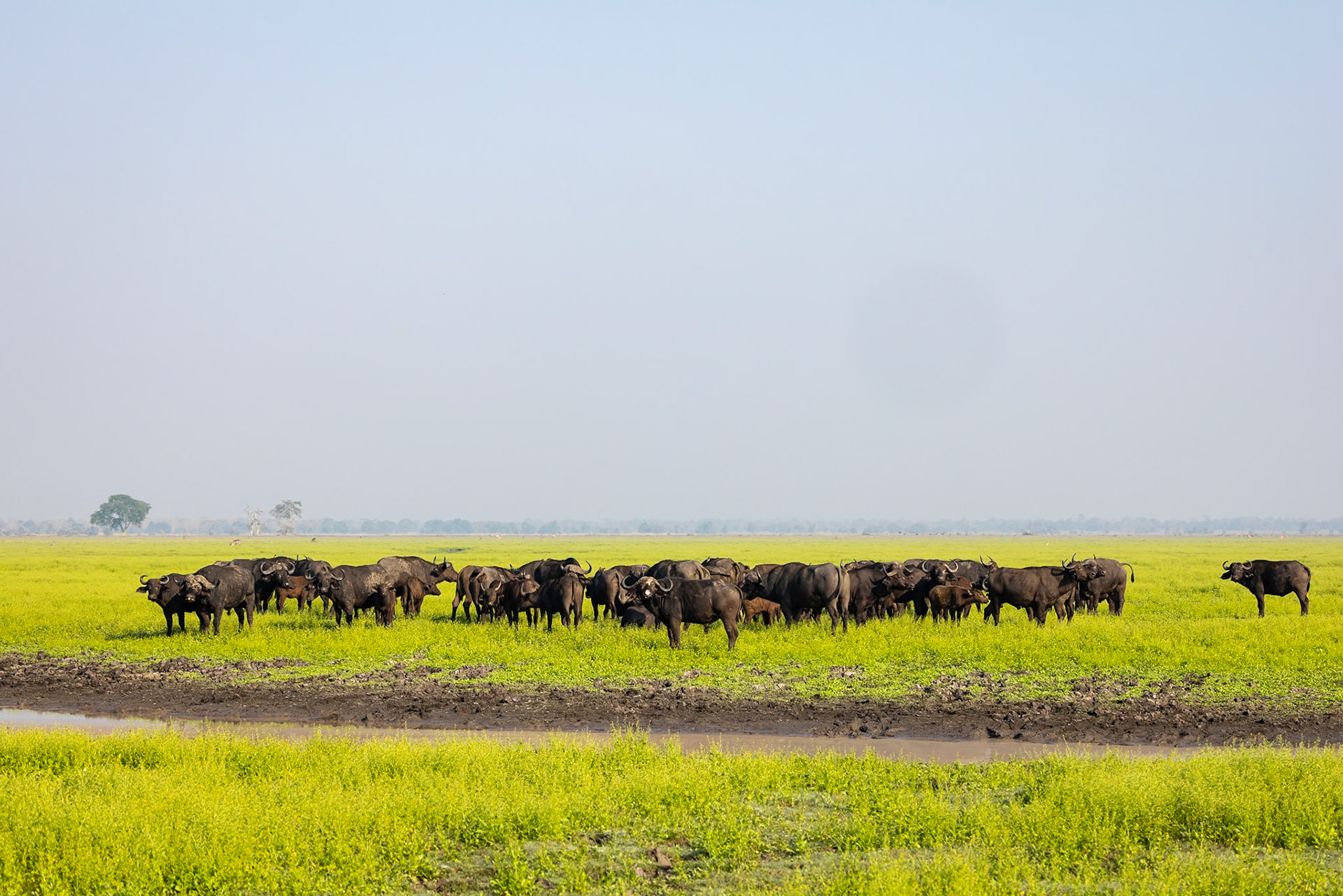 Buffalo, Gorongosa, Mozambique