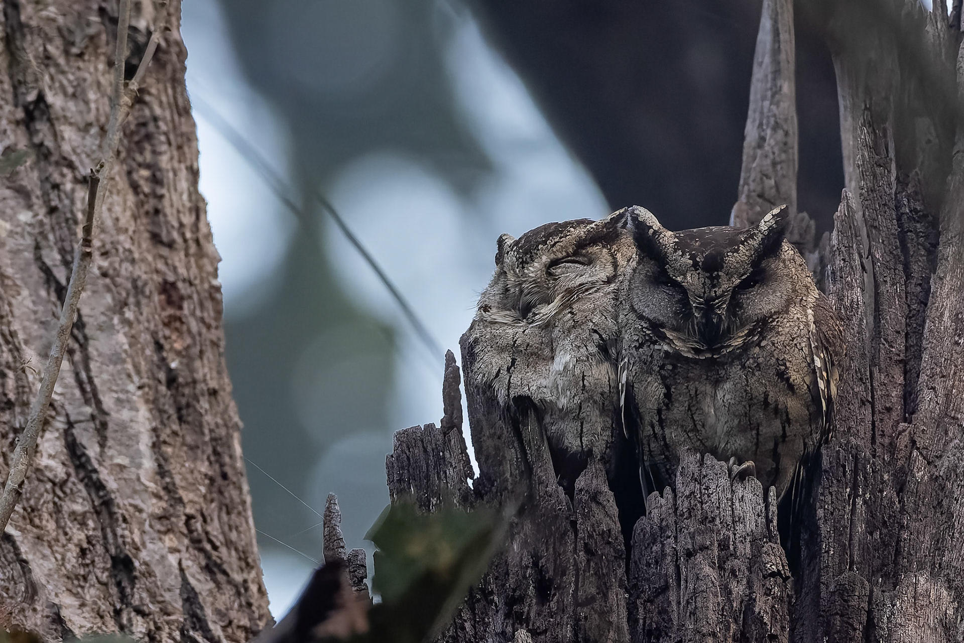 Indian scops owl, Khana, India