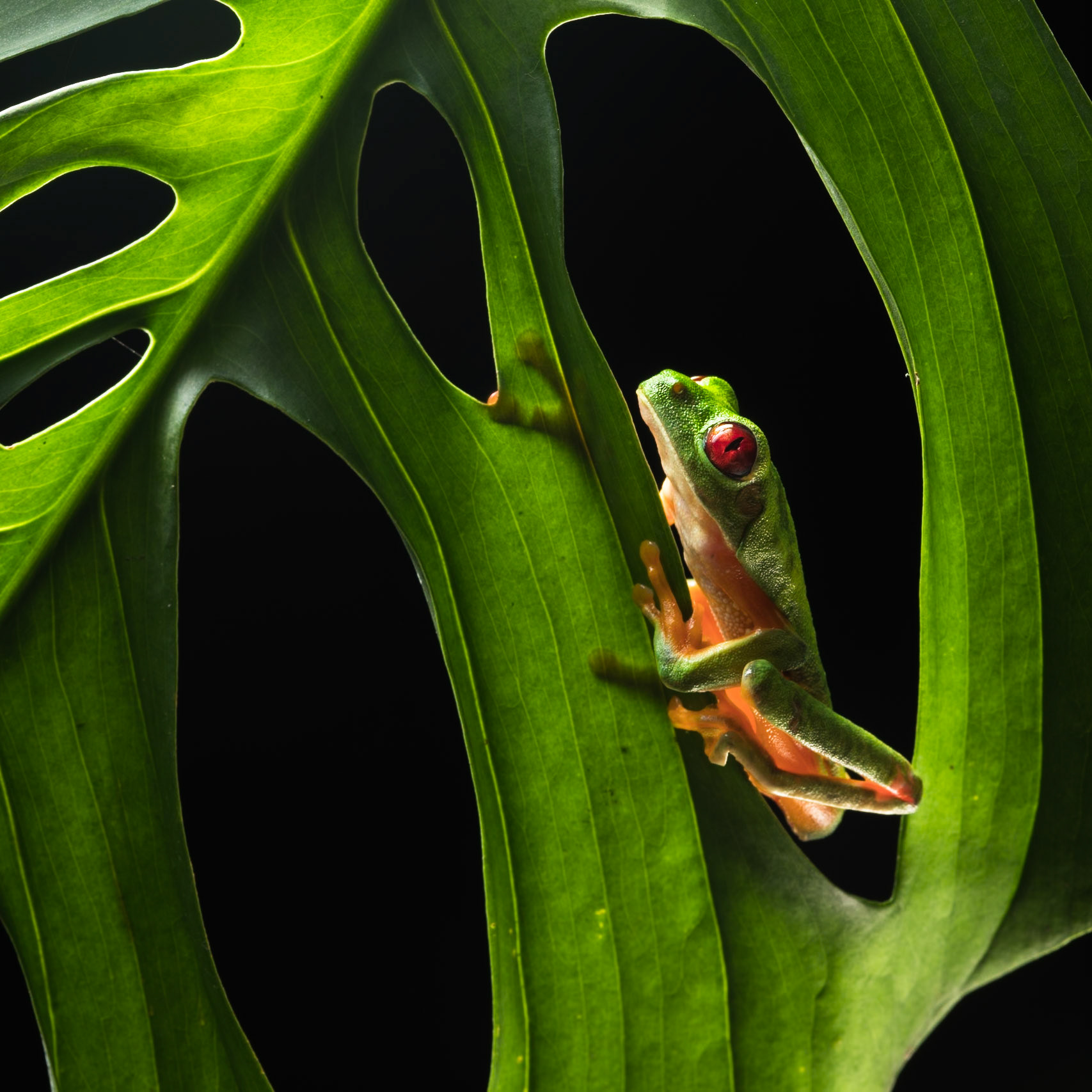 Red-eyed tree frog, Villa Lapas, Costa Rica