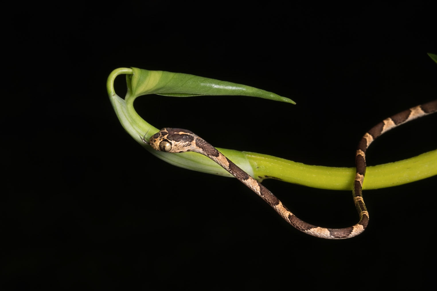 Blunt-headed vine snake, Villa Lapas, Costa Rica