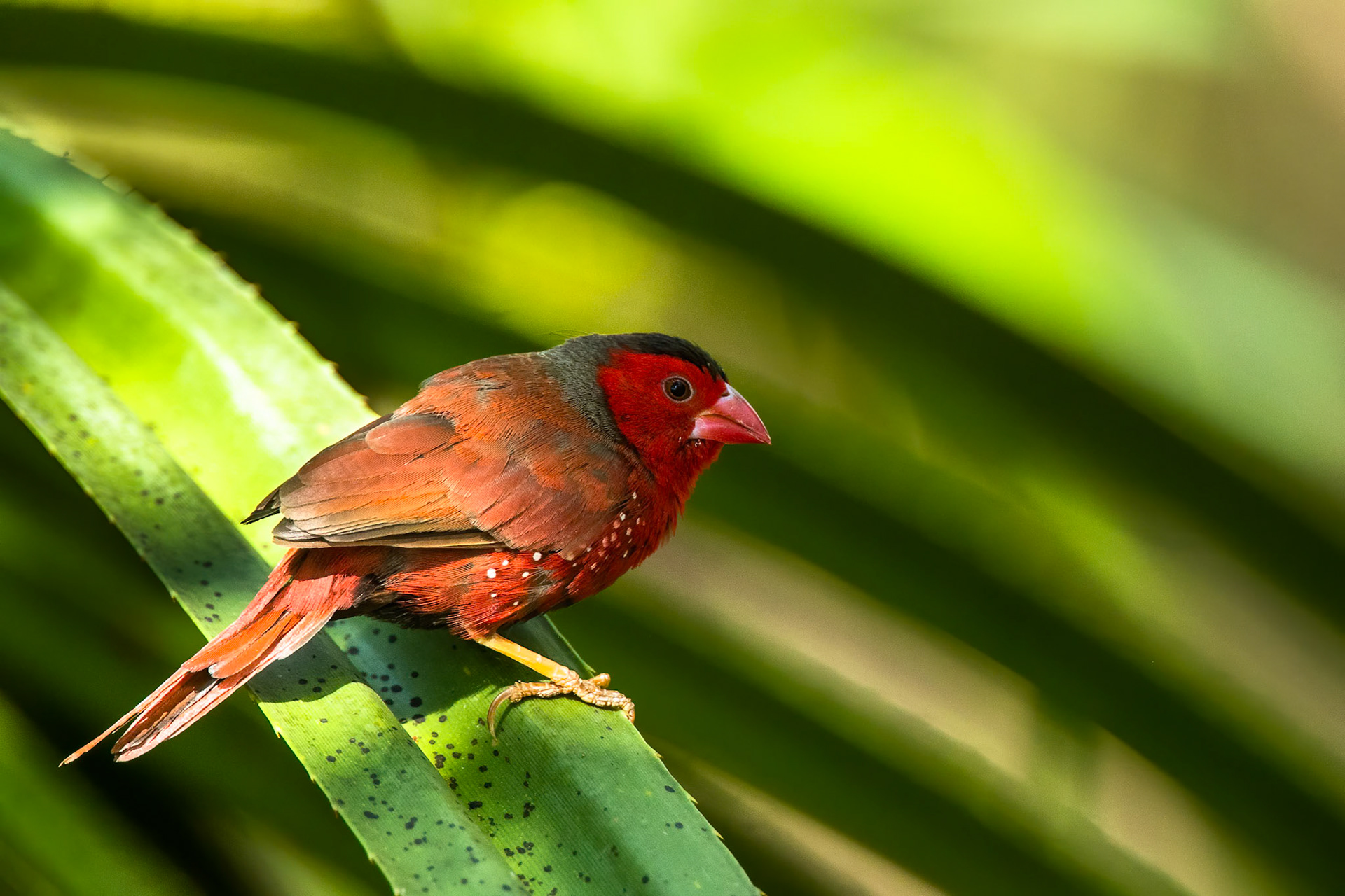 Crimson finch, near Pine creek, Northern Territory, Australia
