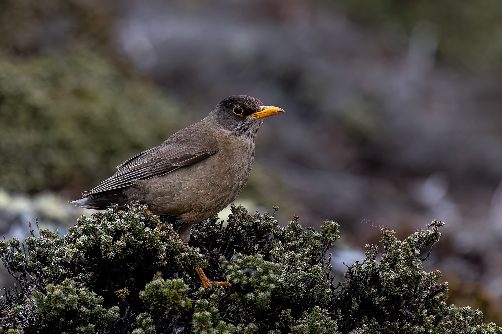 Austral thrush, Pebble Island, Falkland Islands