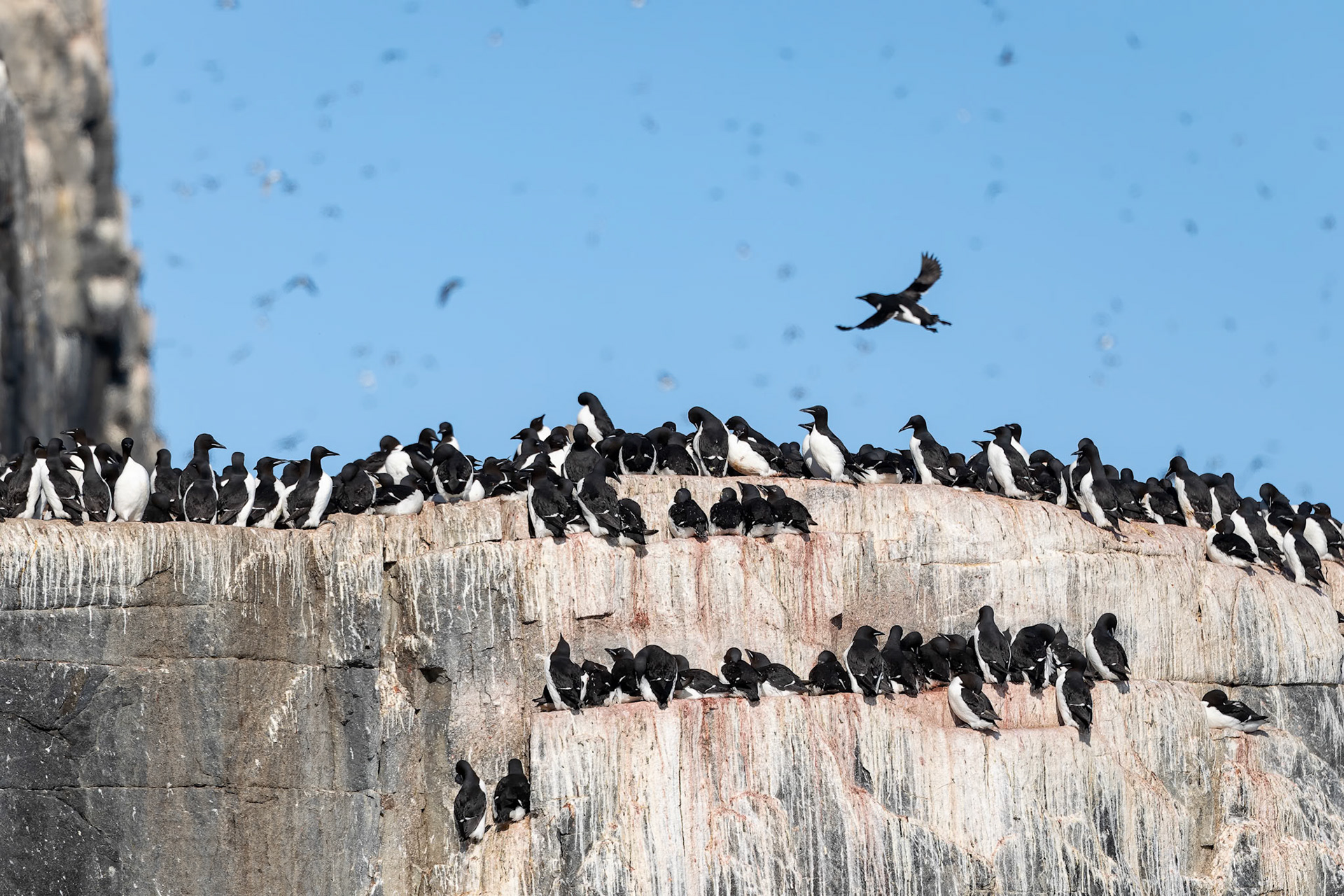 Brünnich's guillemot, Alkefjettet, Svalbard, Norway