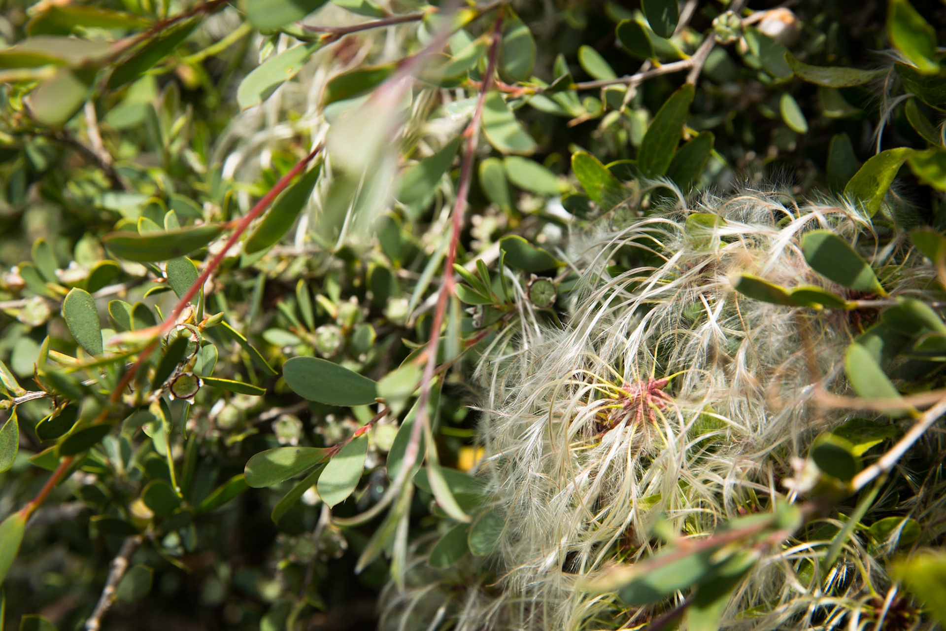 Tuesday am - Darby Saddle via Sparkes Lookout and Lookout Rocks to Tongue Point; and then on to Darby River for lunch.Tuesday pm - Lilly Pilly Gully carpark up to Tidal Overlook and on to Pillar Point then via Squeaky Beach and Picnic Beach to Picnic Beach carpark.