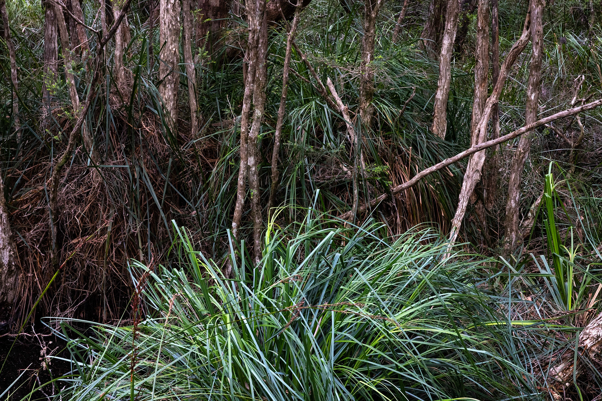 Three Capes Track, Cape Pillar Lodge to Cape Hauy and Fortescue Bay, Tasmania