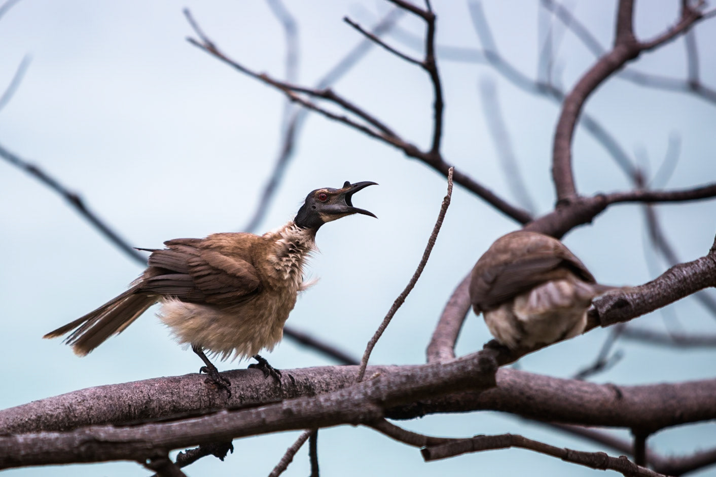 Noisy friarbird, Stradbroke Island, Queensland