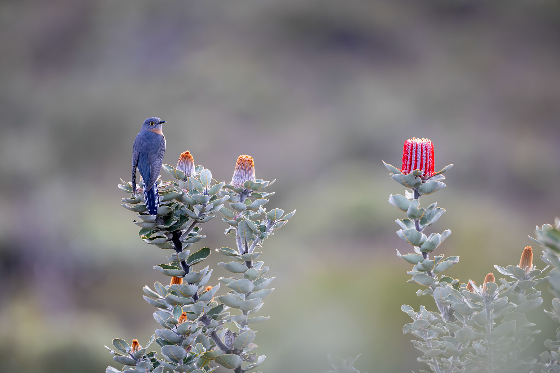 Fan-tailed cuckoo, Cheynes Beach, West Australia