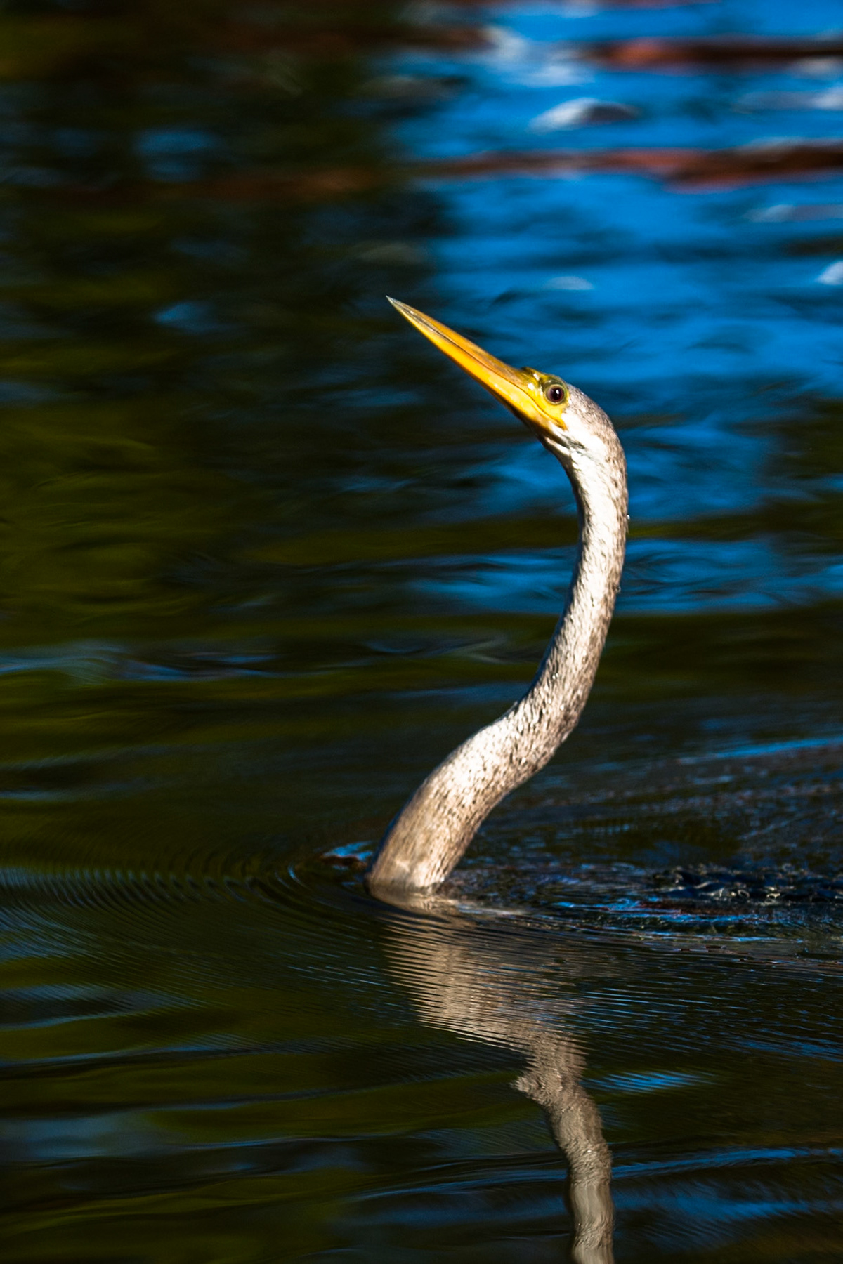 Anhinga, Mato grosso, Pantanal, Brazil