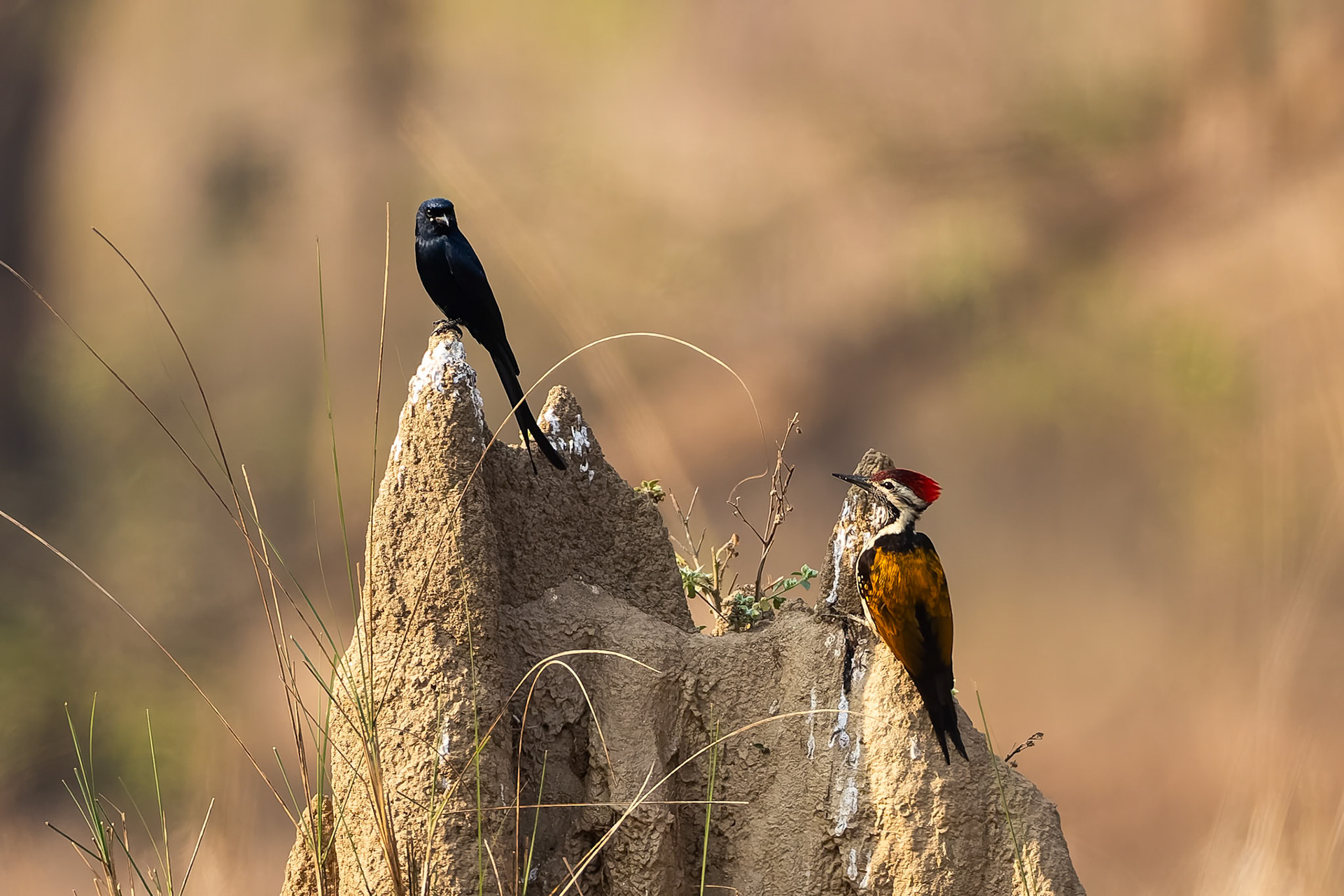 Black drongo and Black-rumped flameback, Khana, India