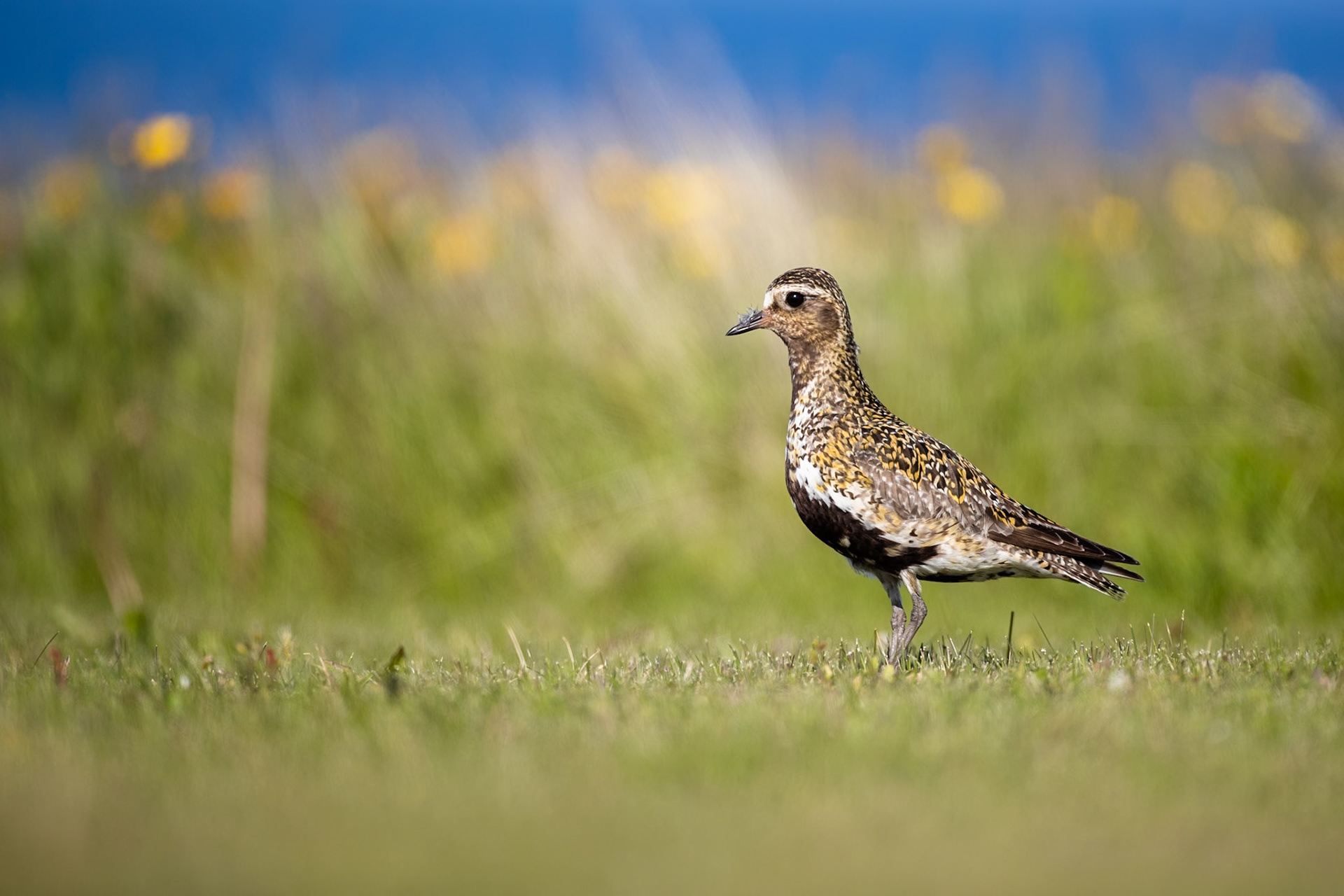 European golden plover, Grímsey Island, Iceland