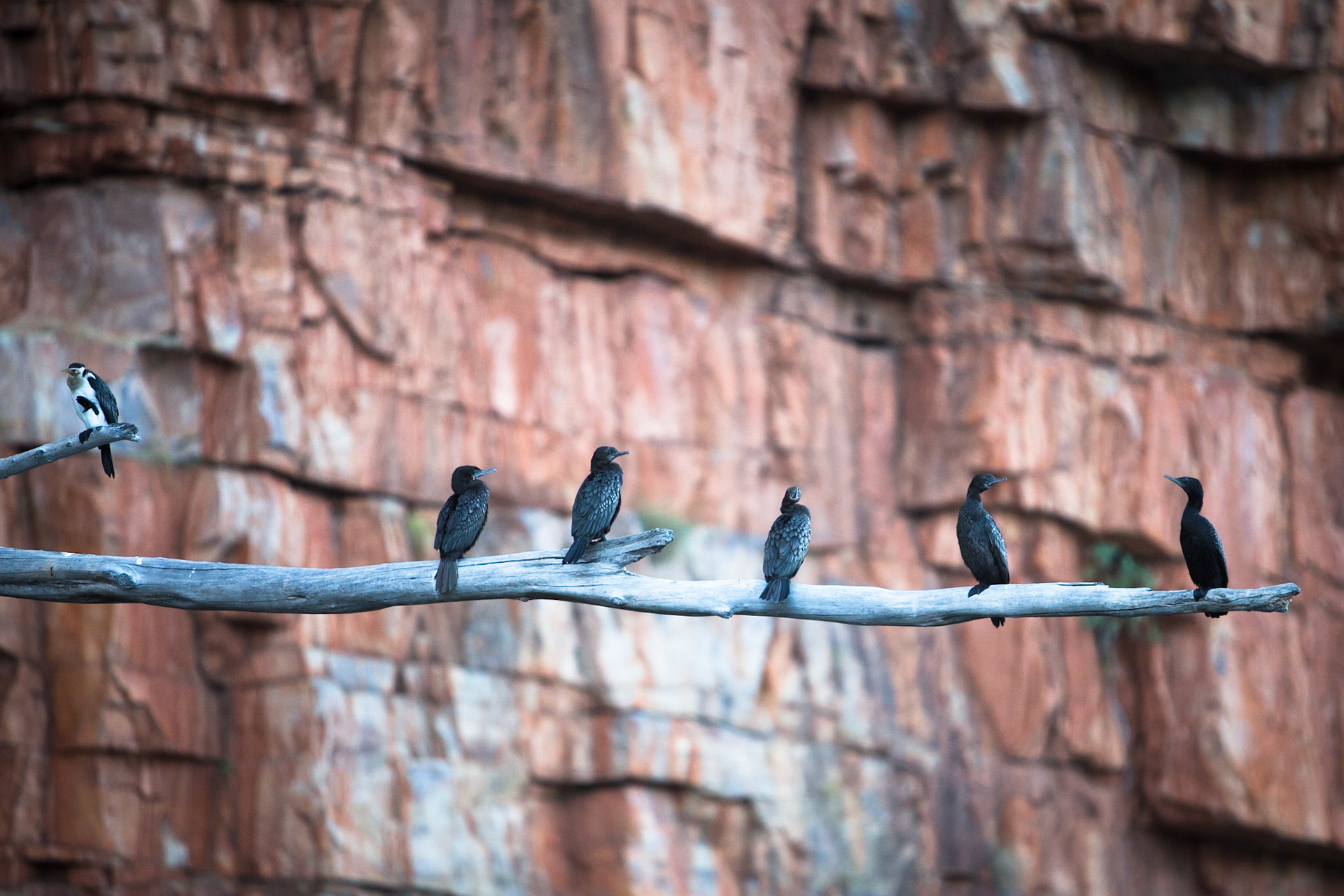Little pied comorant and little black comorants, Chamberlain George, El Questro Wilderness Park, The Kimberly, Western Australia