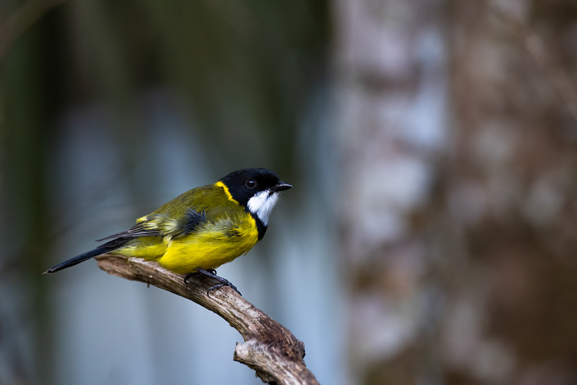 Golden whistler, Lake Eacham, Atherton Tablelands, Queensland
