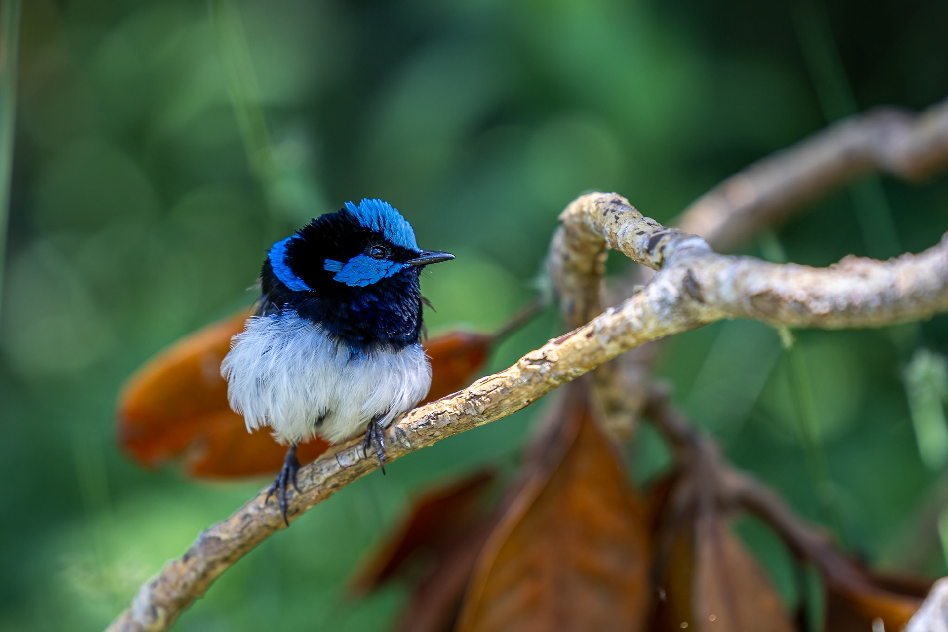 Superb fairywren, O'Reilly's Rainforest Retreat, Lamington National Park, Queensland, Australia
