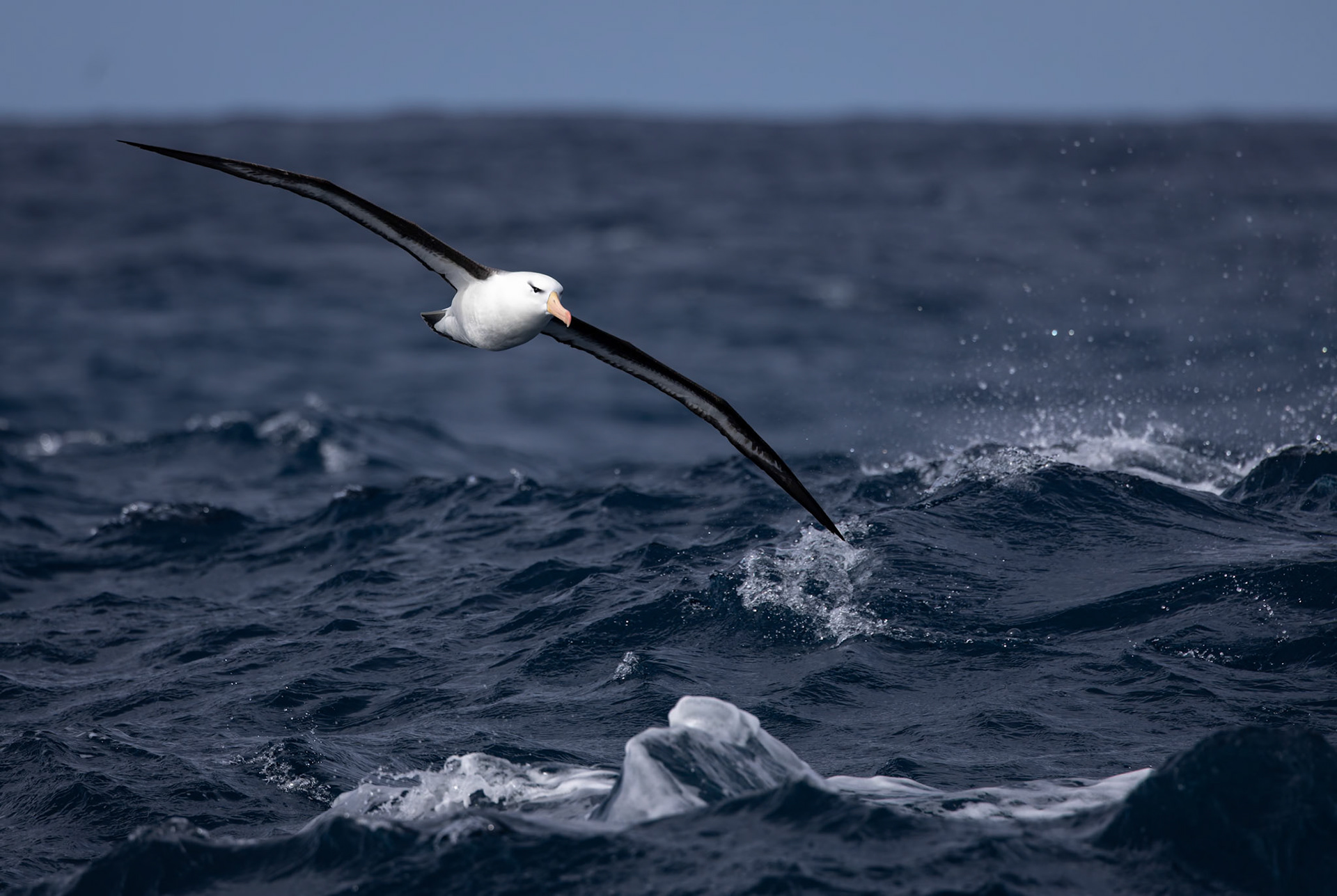 Black-browed albatrosss, towards Ushuaia, Argentina