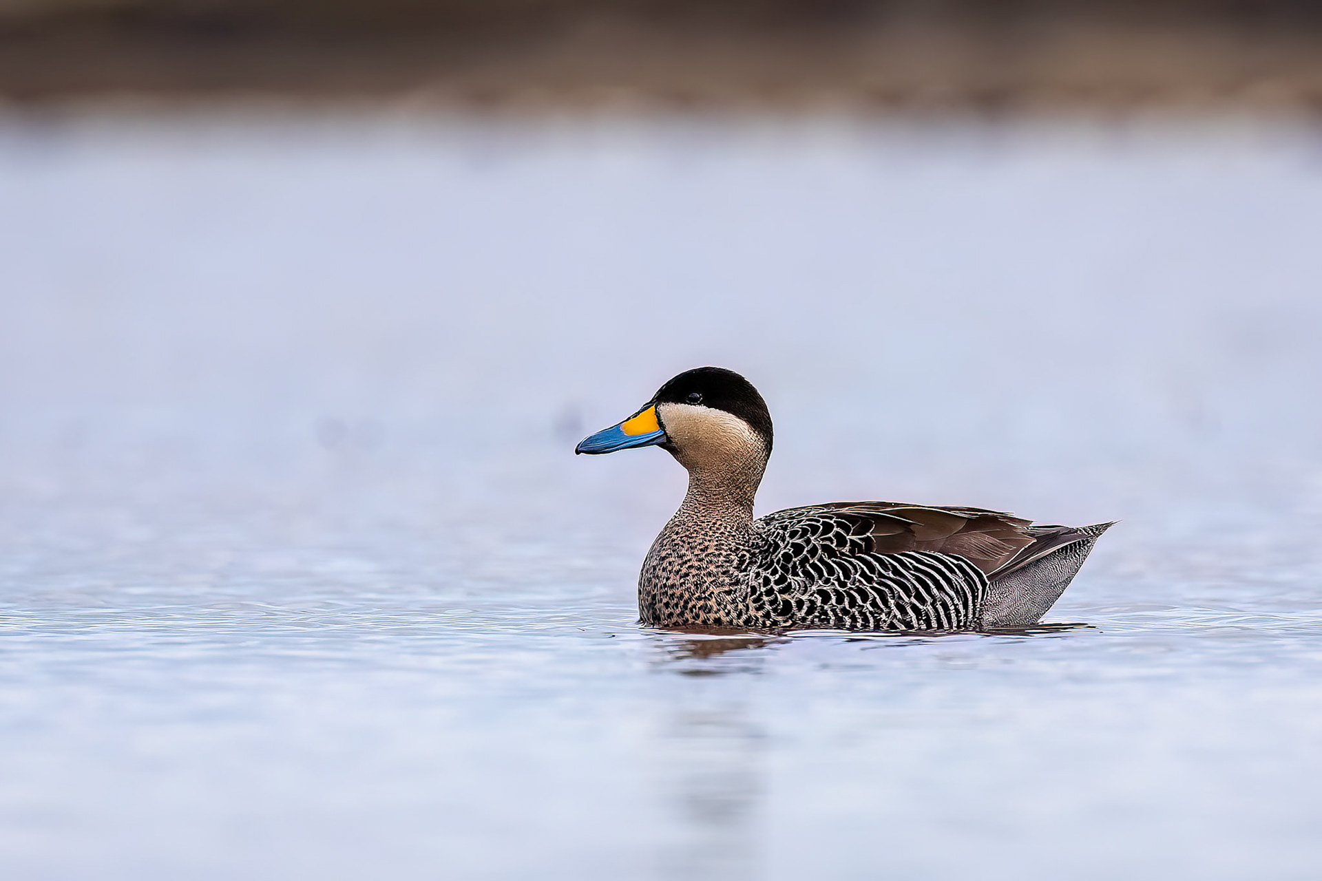 Silver teal, Pebble Island, Falkland Islands