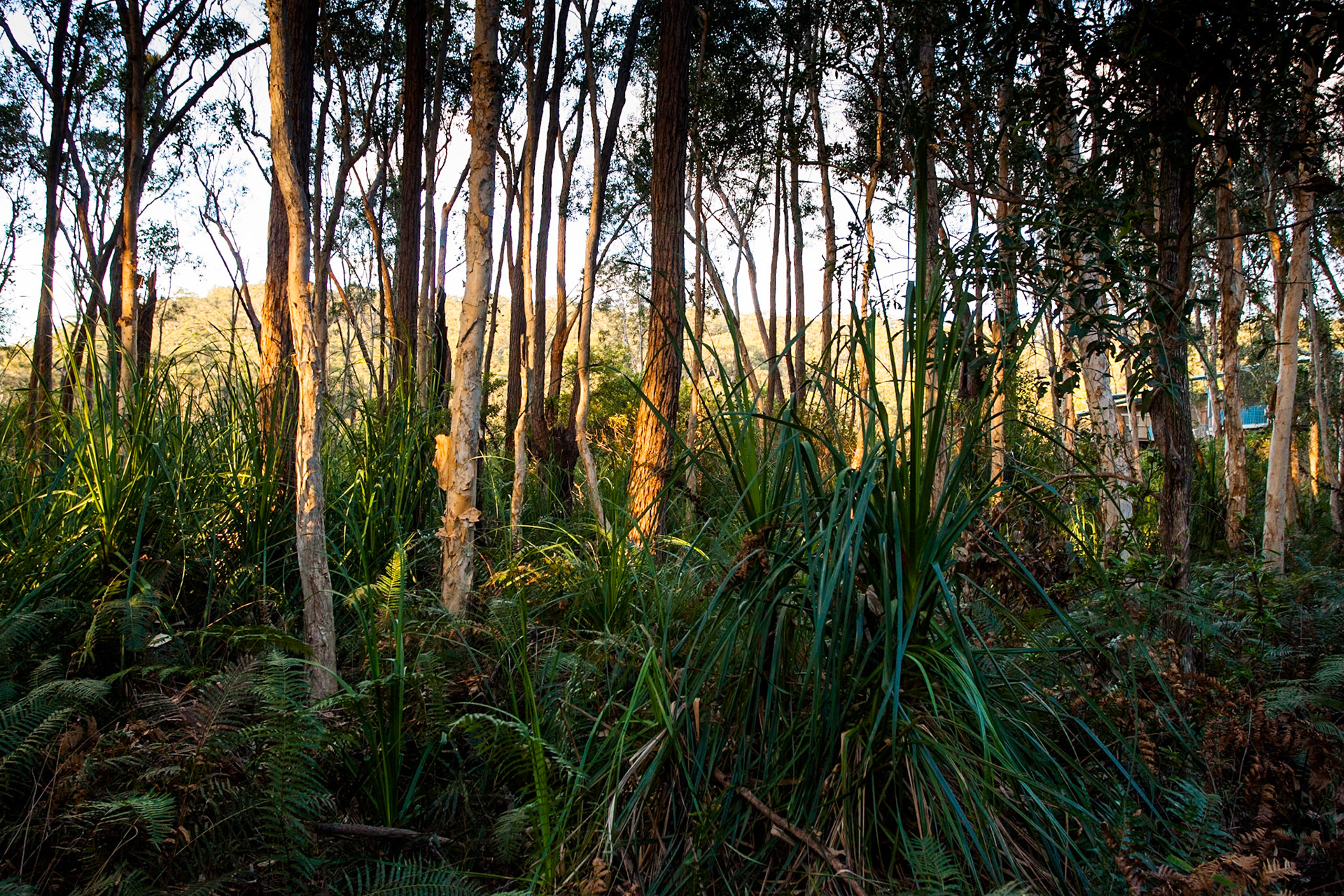 Trees at sunset, Kingfisher Bay Resort, Fraser Island, Queensland