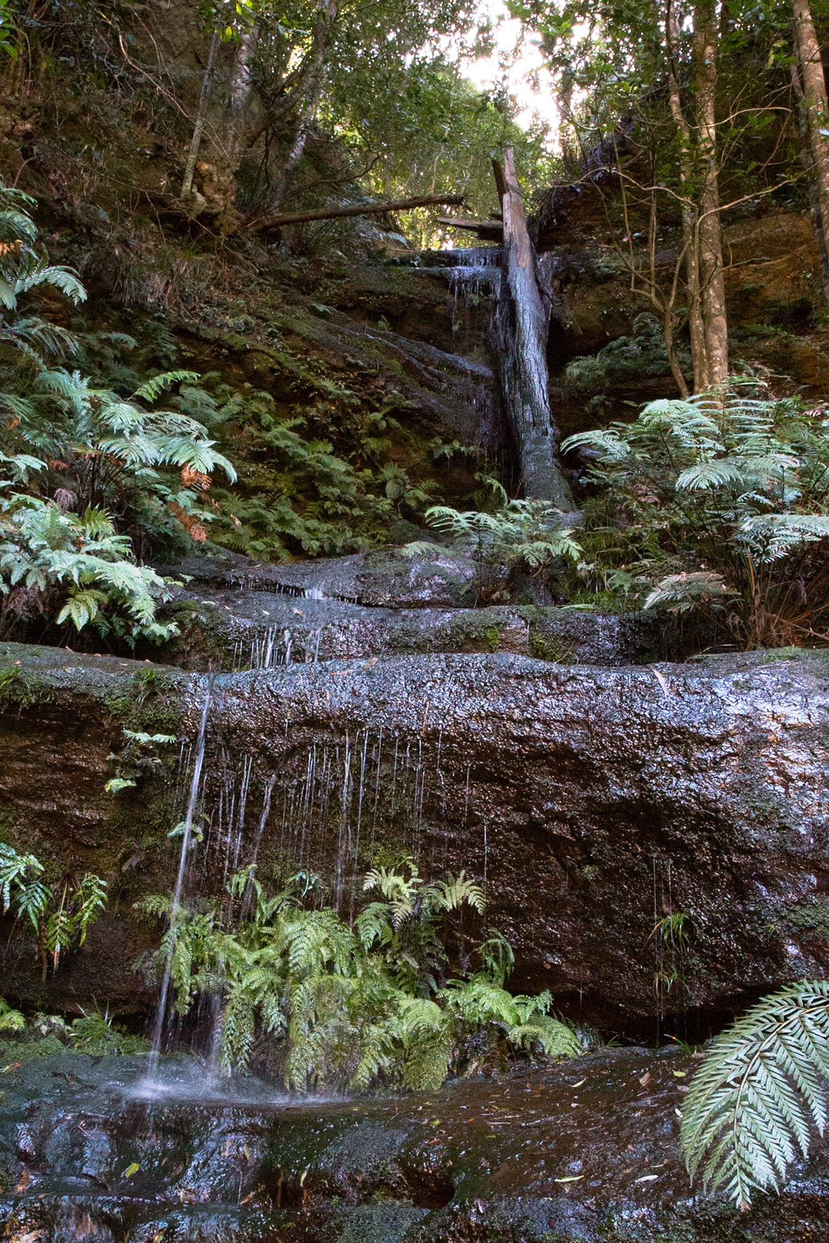 Started at the conservation hut and descended  the Valley of the Waters to Vera Falls. Tried unsuccessfully to find the route across to Hippocrene Falls.  Retraced our steps up to the conservation hut. Notes by Peter Watt.