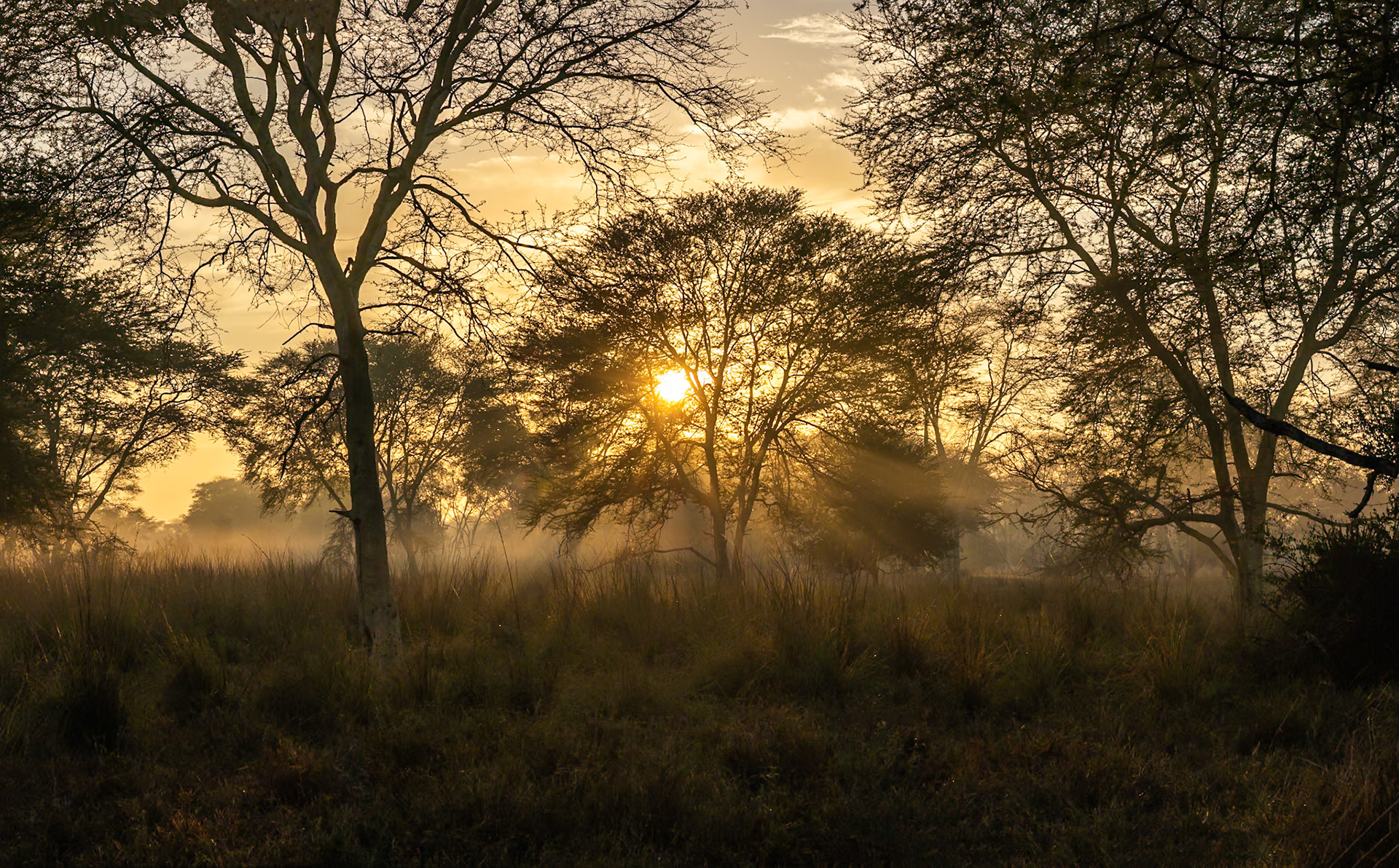 Landscape, Gorongosa, Mozambique