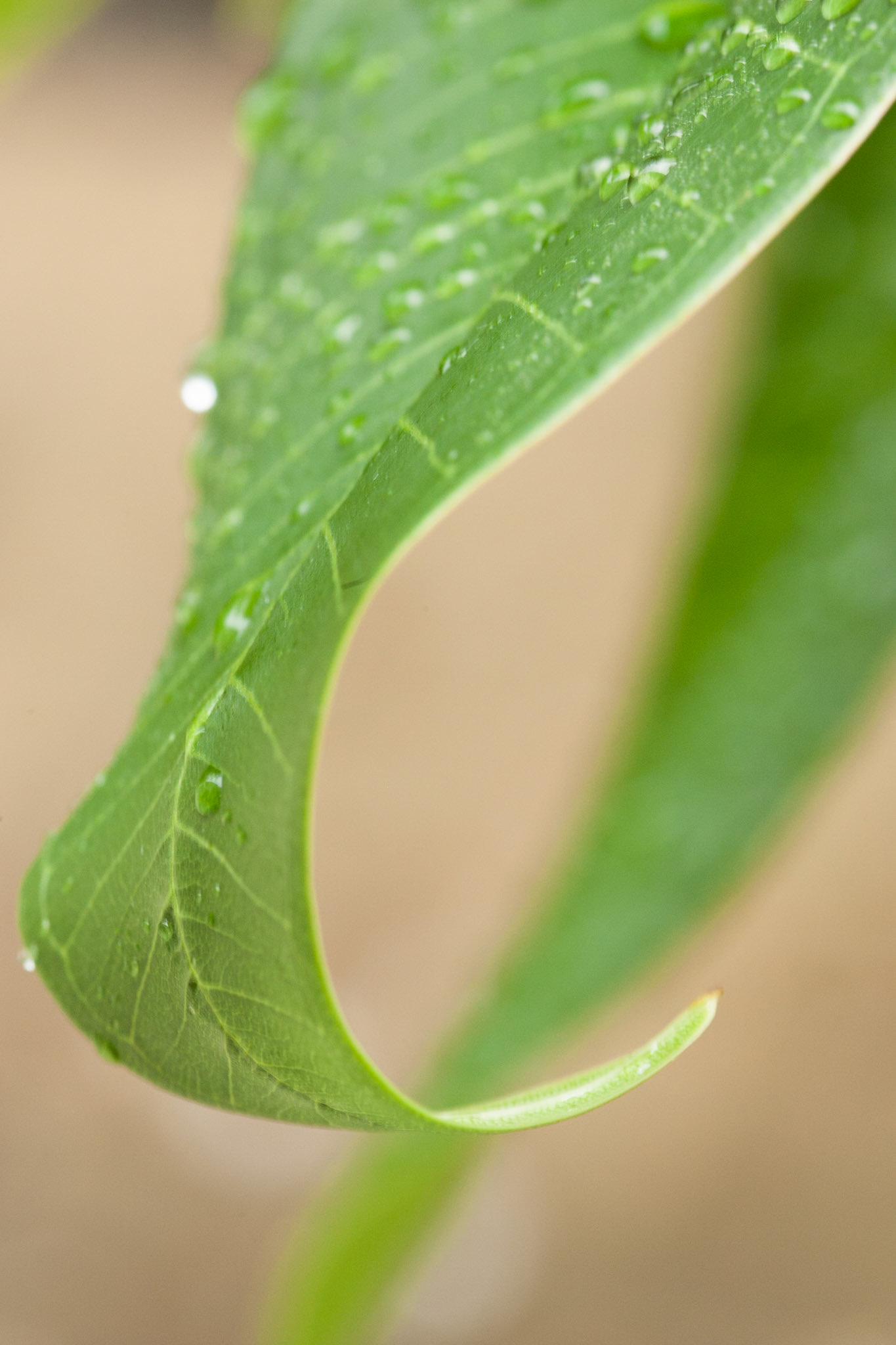 Curled leaf, Byron Bay