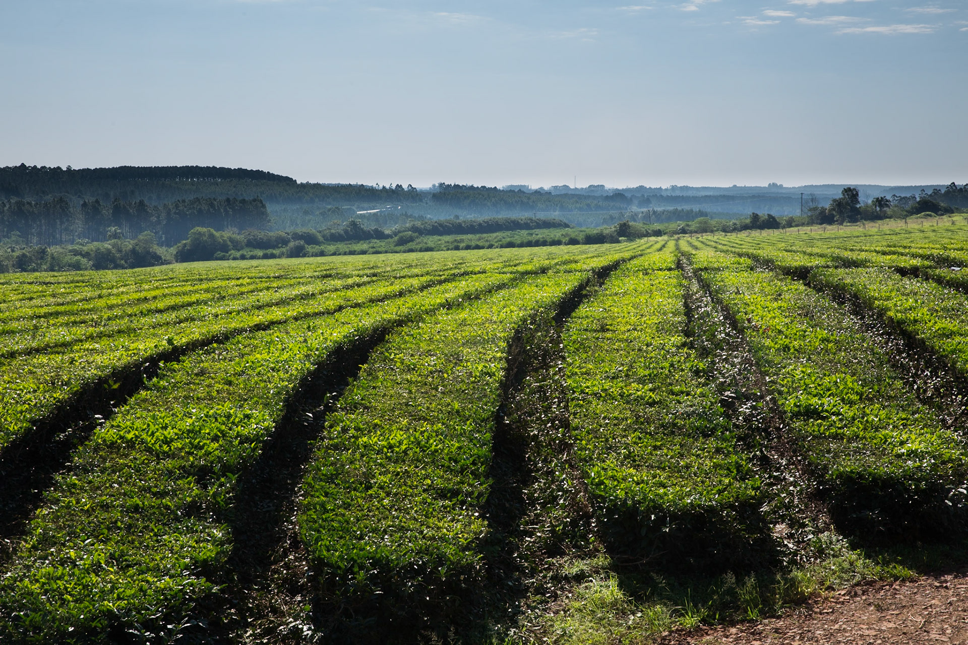 Yerba plantations, Misiones, Argentina