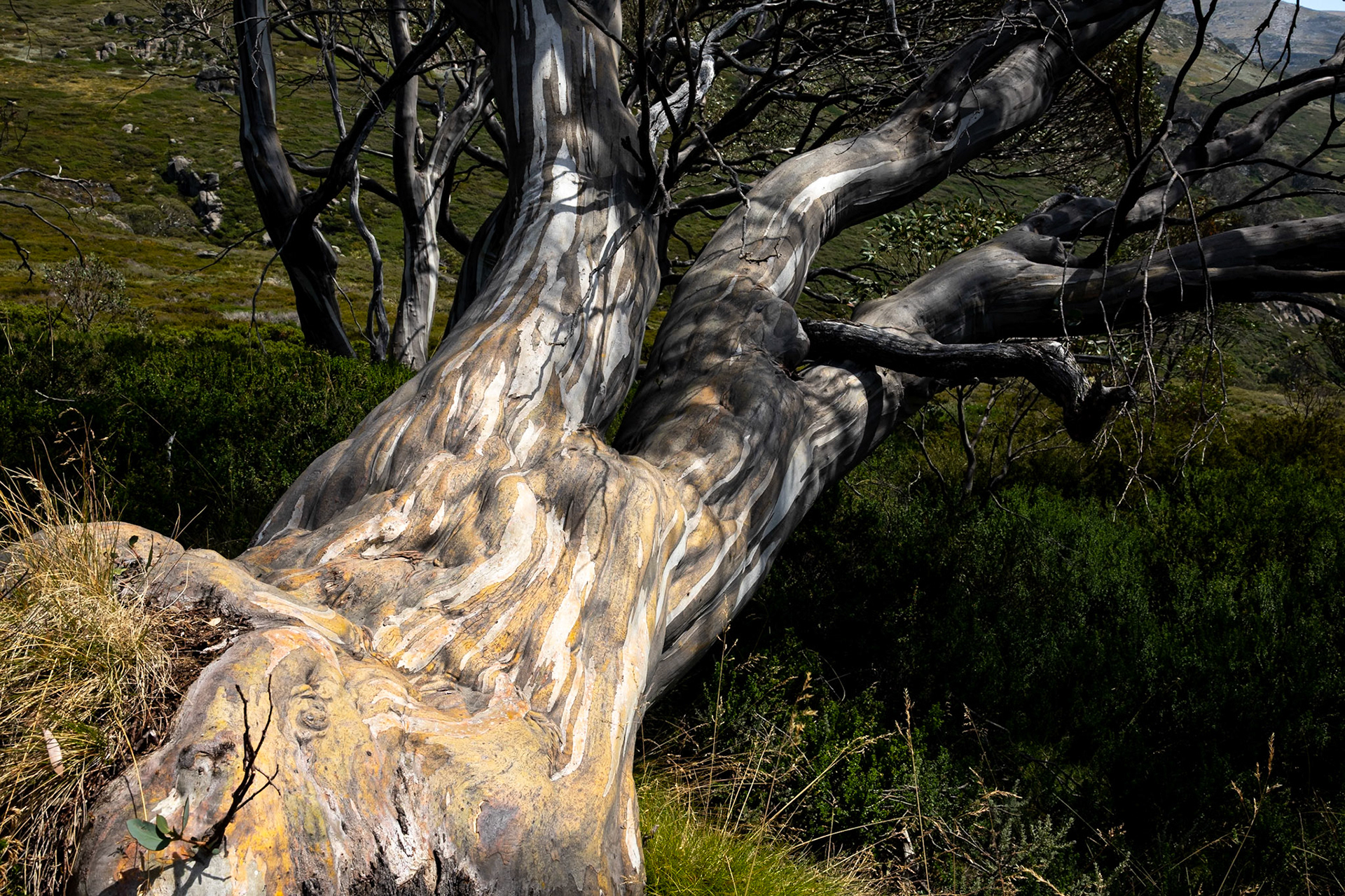 Guthega to Charlotte's Pass, Snowies Alpine Trail, Snowy Mountains, New South Wales, Australia